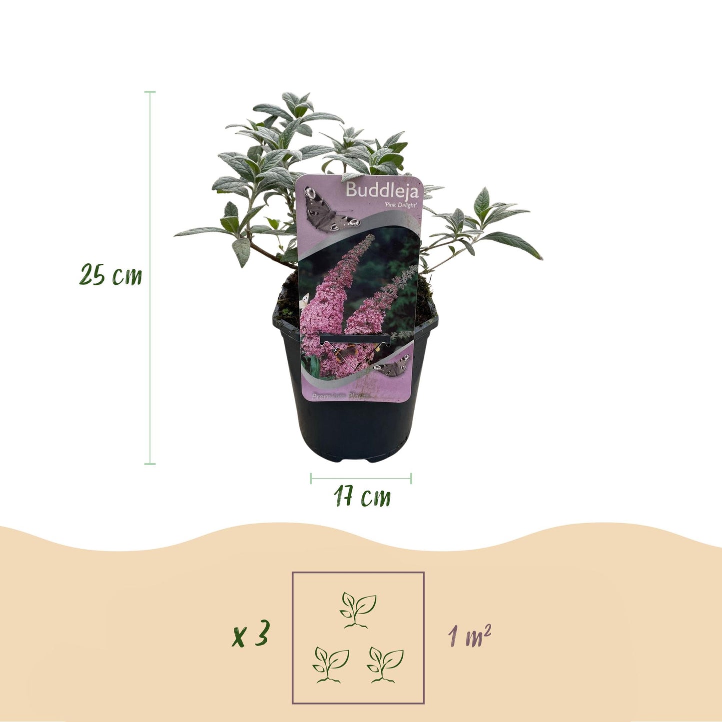 Pflanzfix24.de - Schmetterlingsstrauch - Buddleja davidii Pink Delight - Blüte Rosa - 1 Pflanze - Laubabwerfend - Schmetterlingsanziehend - Topf 17cm Höhe 25cm - Pflanzfix24.de