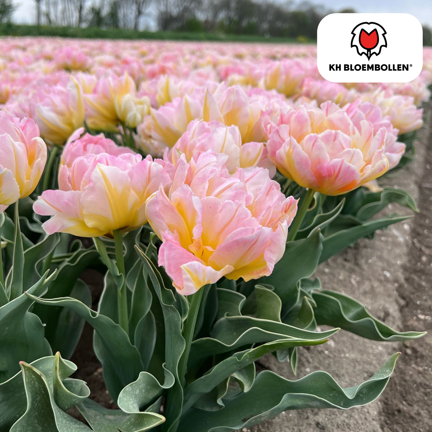 Tulpenbollen Password – 20 Stuks | KH Bloembollen® | Roze Dubbelbloemige Tulp - Pflanzfix24