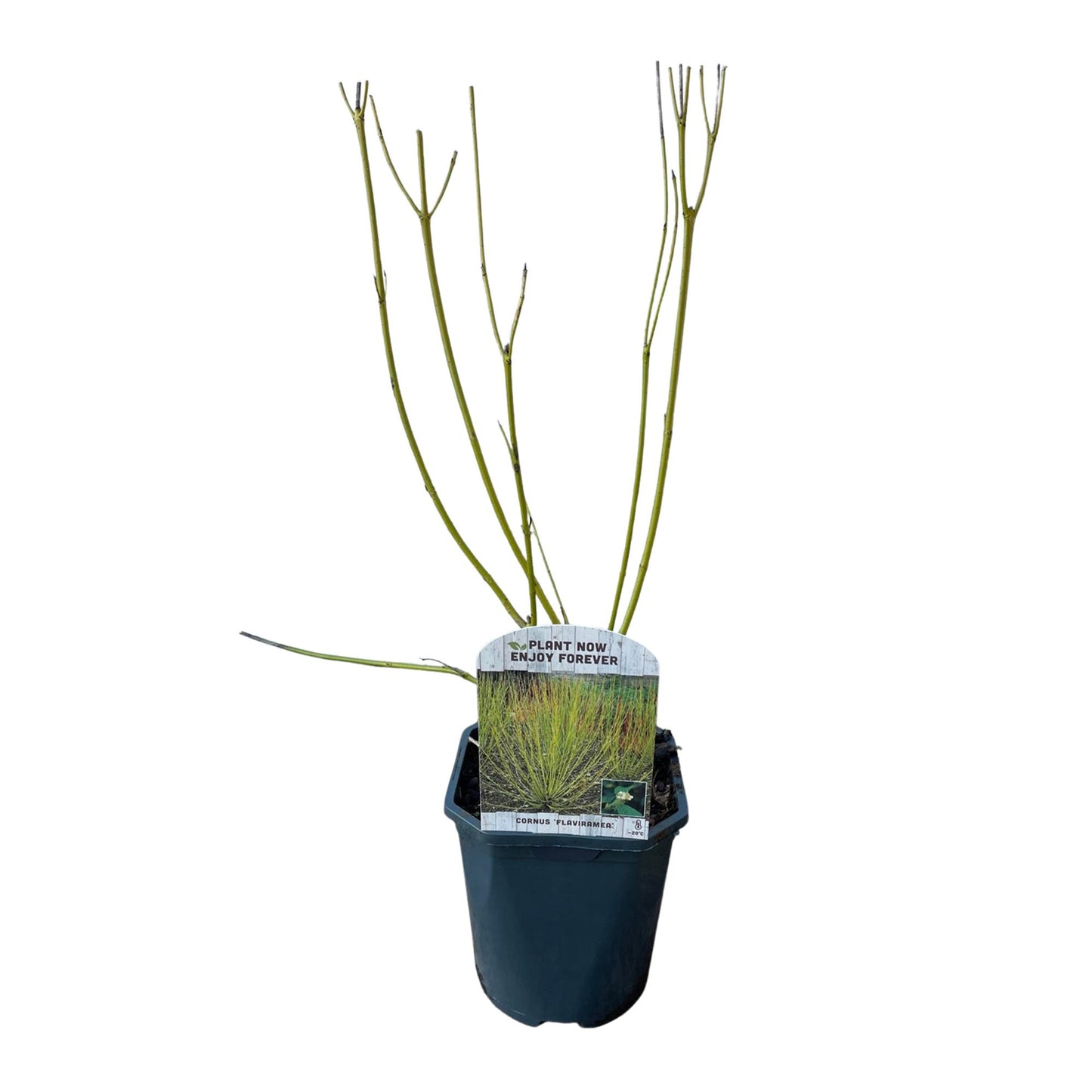 Pflanzfix24 - Cornus alba Flaviramea - Grüne Zweige - 1 Pflanze - Topf 17cm