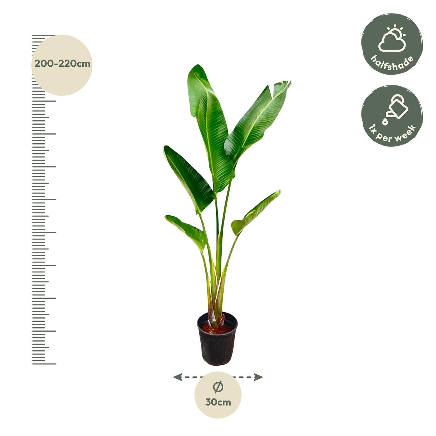 Strelitzia Augusta 210 cm Ø30 – Weiße Paradiesvogel Pflanze | Pflanzfix24.de - Pflanzfix24.de