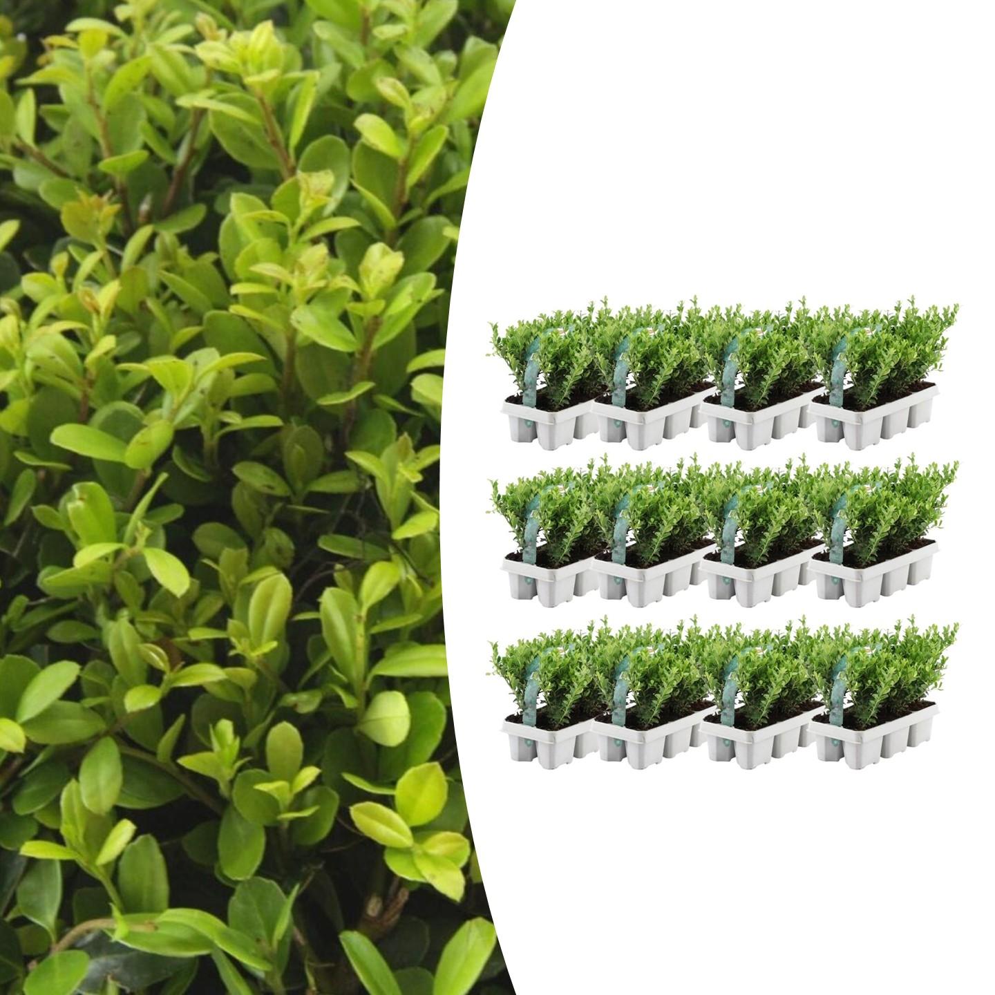 12x Ilex crenata 'Jenny' 15cm – Immergrüne Stechpalme | Pflanzfix24.de - Pflanzfix24.de