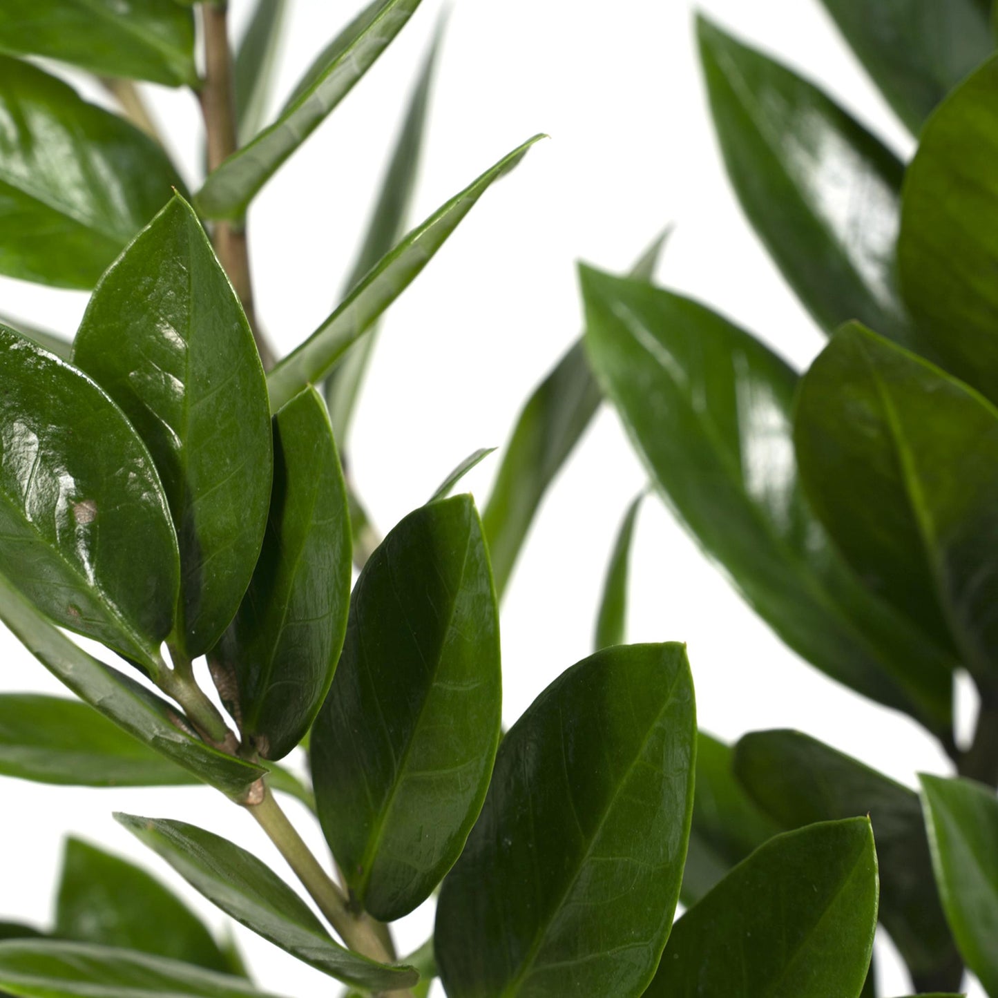 Zamioculcas Zamiifolia Ø17cm, 70cm – Grüne Zimmerpflanze | Pflanzfix24.de - Pflanzfix24.de