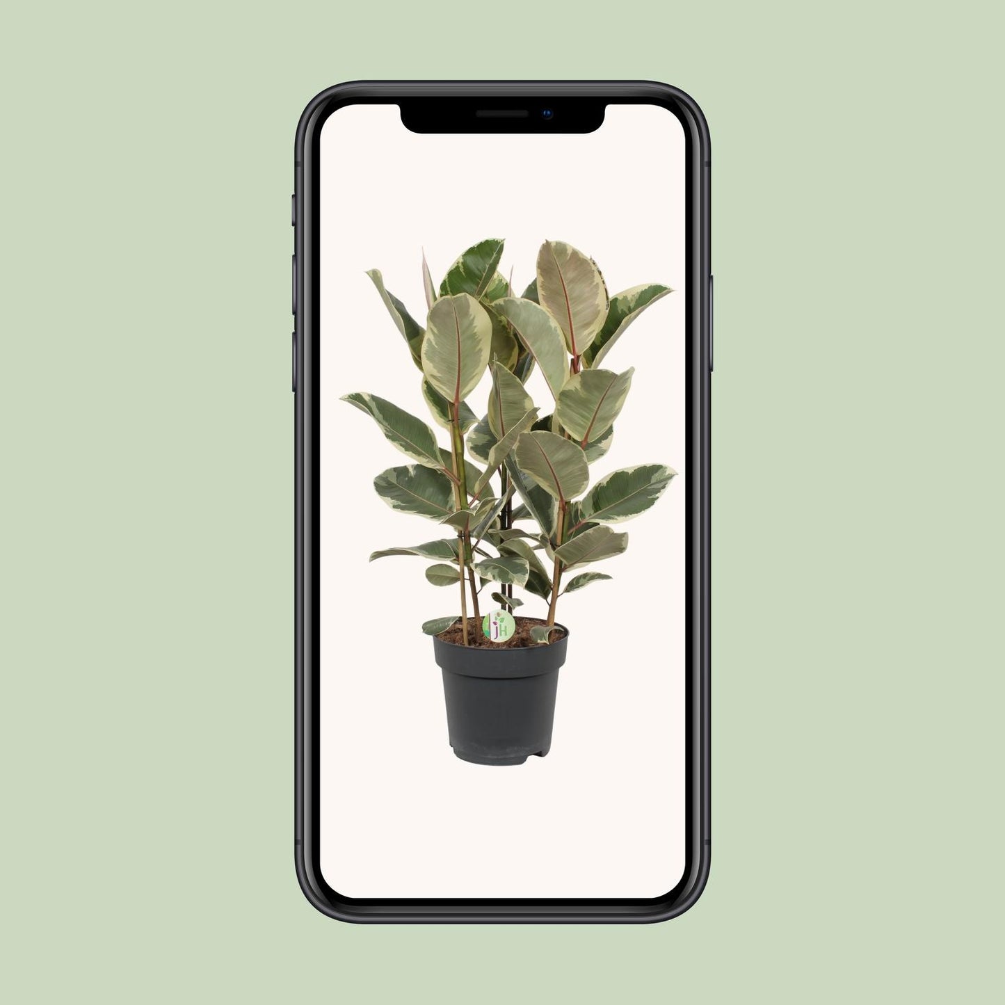 Ficus Tineke - Ø27cm - ↕85cm von Pflanzfix24.de - Pflanzfix24.de