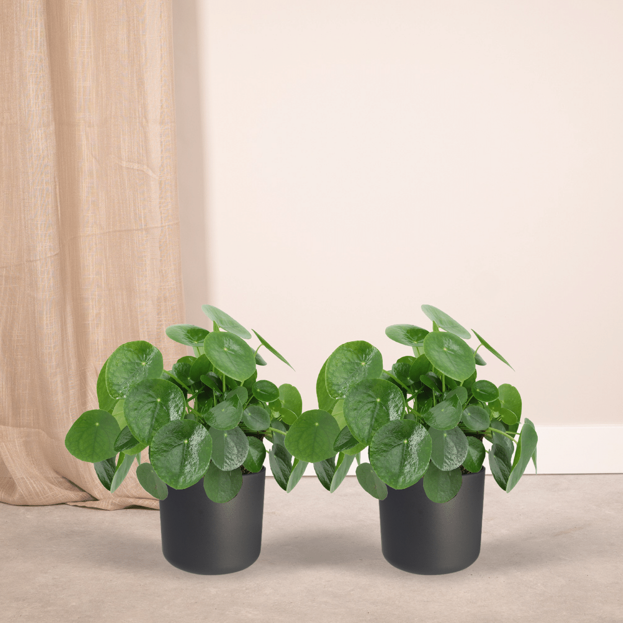2x Pilea Peperomiodes - Pfannkuchenpflanze - 25cm - ø15 - Pflanzfix24
