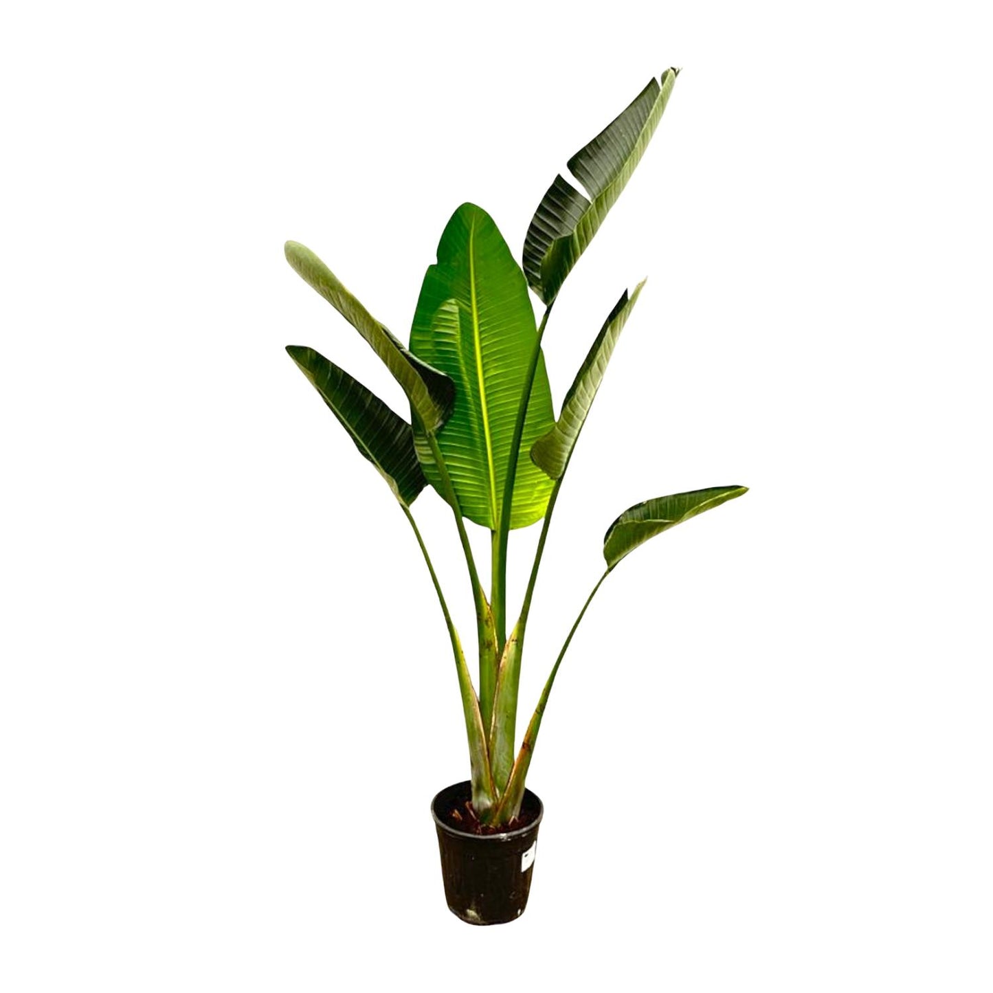 Strelitzia Augusta 180 cm Ø30 – Weiße Paradiesvogel Pflanze | Pflanzfix24