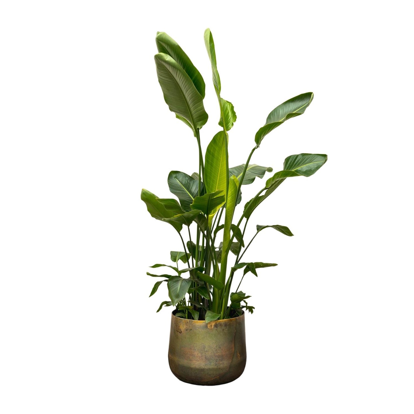 Strelitzia Nicolai de luxe XXL 250 cm Ø40 | Pflanzfix24.de - Pflanzfix24.de