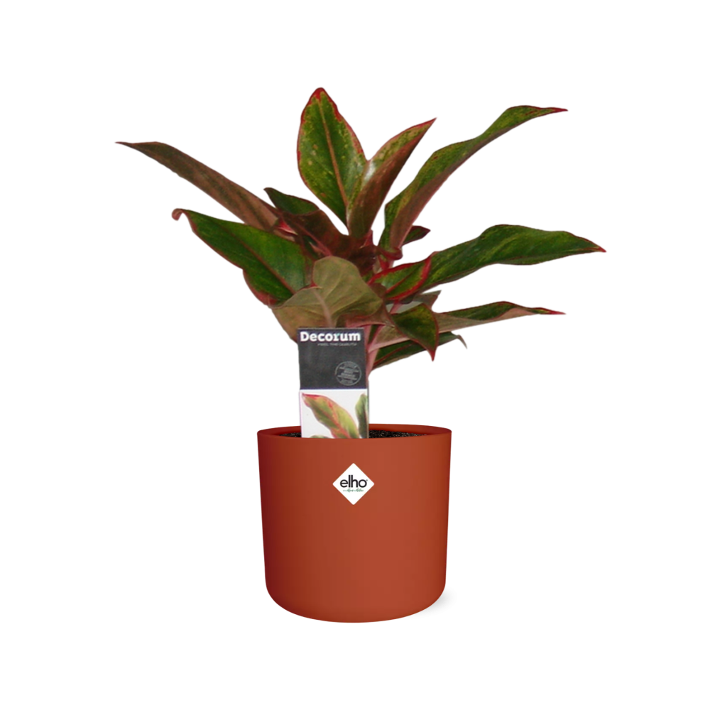 Aglaonema Crete in ELHO b.for soft rond 14cm brique - Pflanzfix24