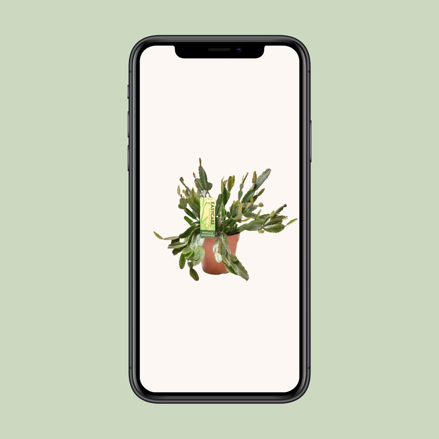 Rhipsalis Agudoensis - Ø12 ↕25 von Pflanzfix24