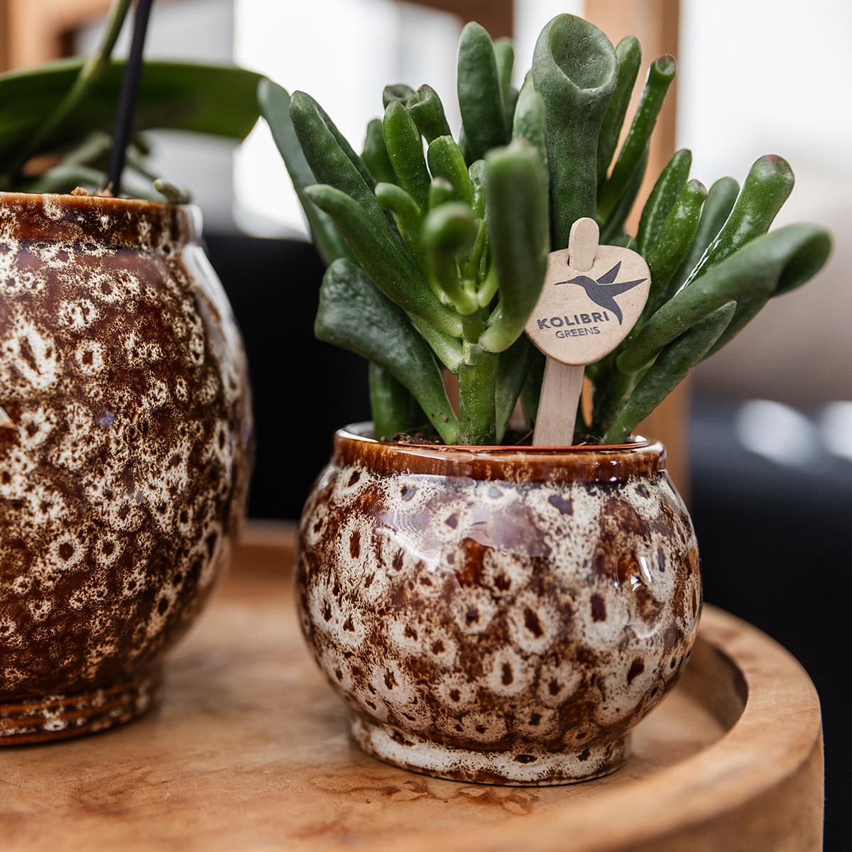 Safari Pot Keramik Ø6cm – Kolibri Home | Pflanzfix24.de - Pflanzfix24.de
