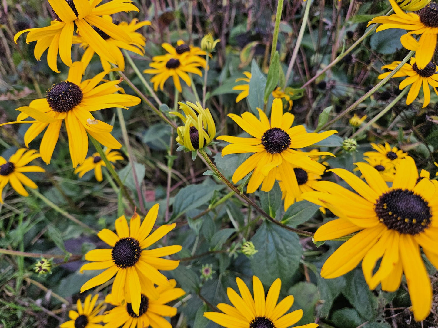 20x Rudbeckia fulgida 'Goldsturm' - Sonnenhut - Pflanzfix24.de - Pflanzfix24.de