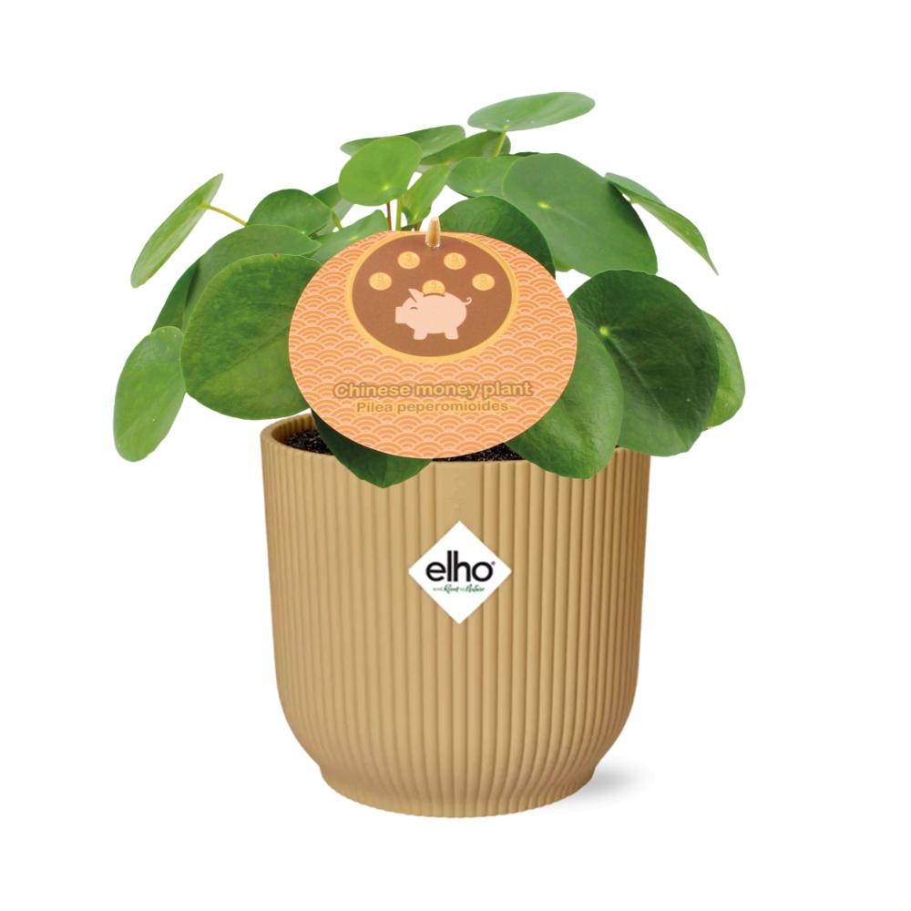 Pilea Peperomioides 12 cm im ELHO Vibes Fold Gelb | Pflanzfix24