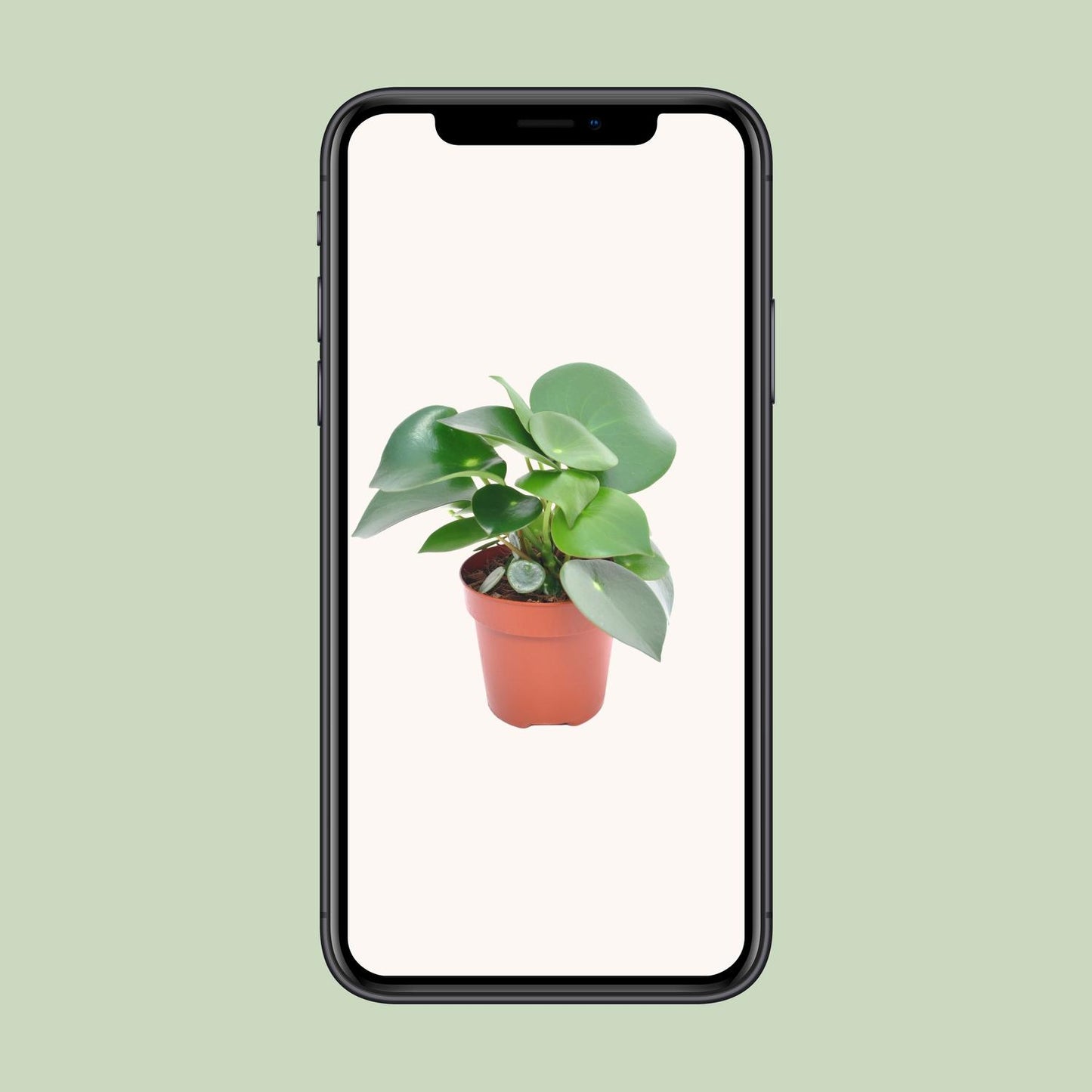 Peperomia Raindrop - Ø12cm - ↕20cm - Pflanzfix24