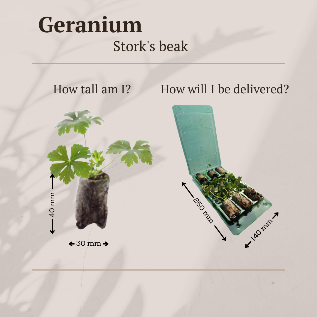 Geranium – 6 Jungpflanzen | Pflanzfix24.de - Pflanzfix24.de