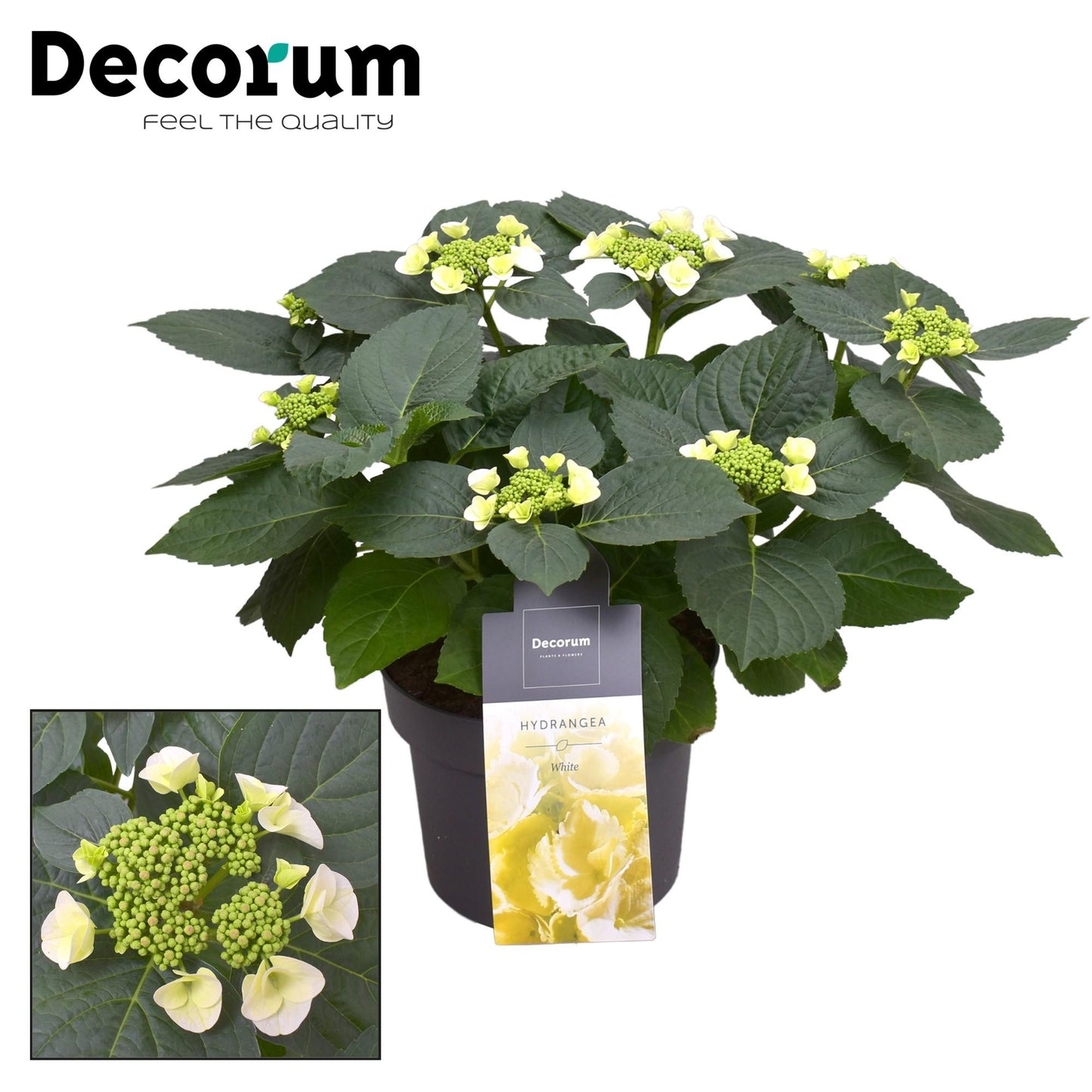 Hydrangea Teller Benxi (wit) 7 - 12 Kop (Decorum) - Pflanzfix24
