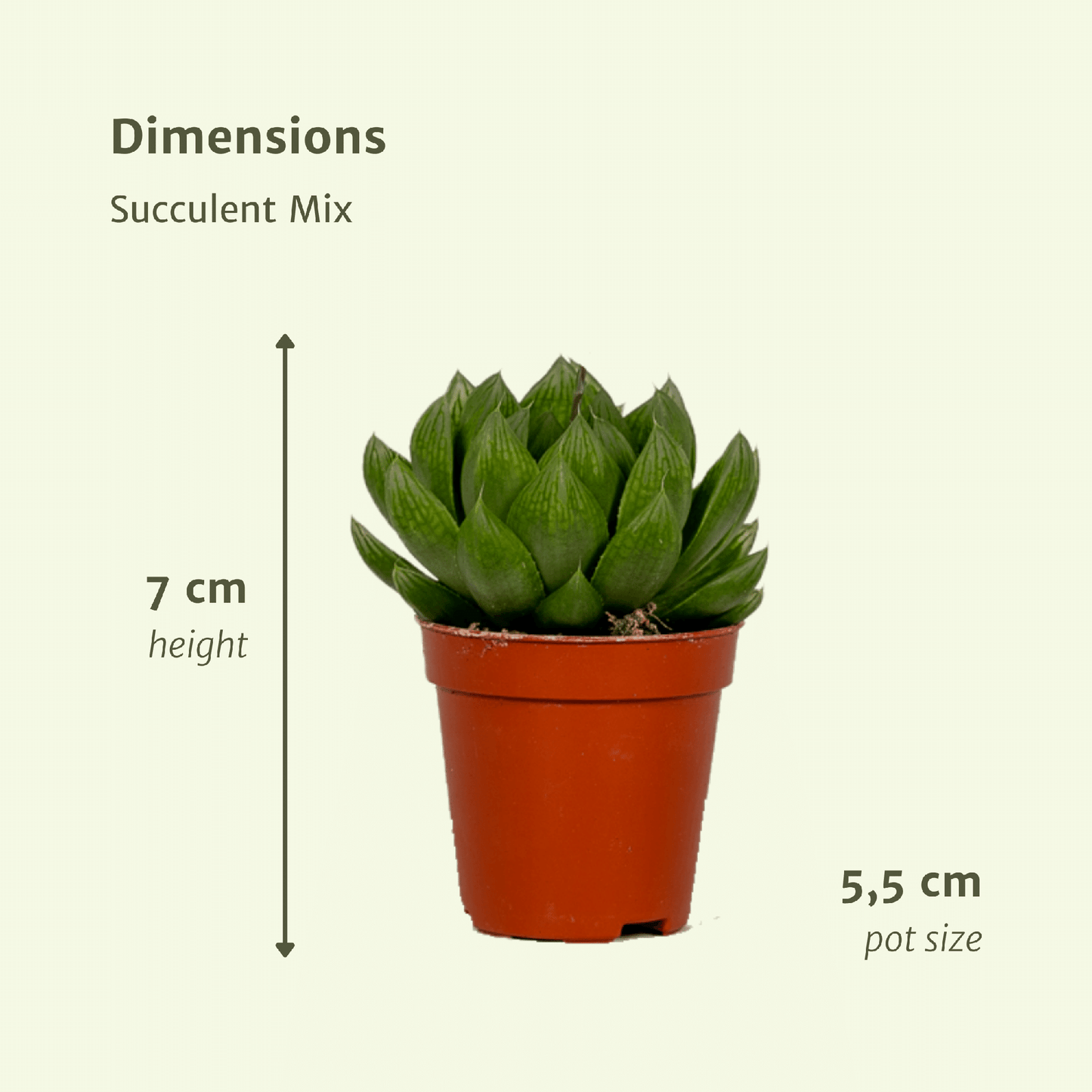 Sukkulenten Mix 20 Stück Ø5,5cm – Pflanzfix24.de - Pflanzfix24.de
