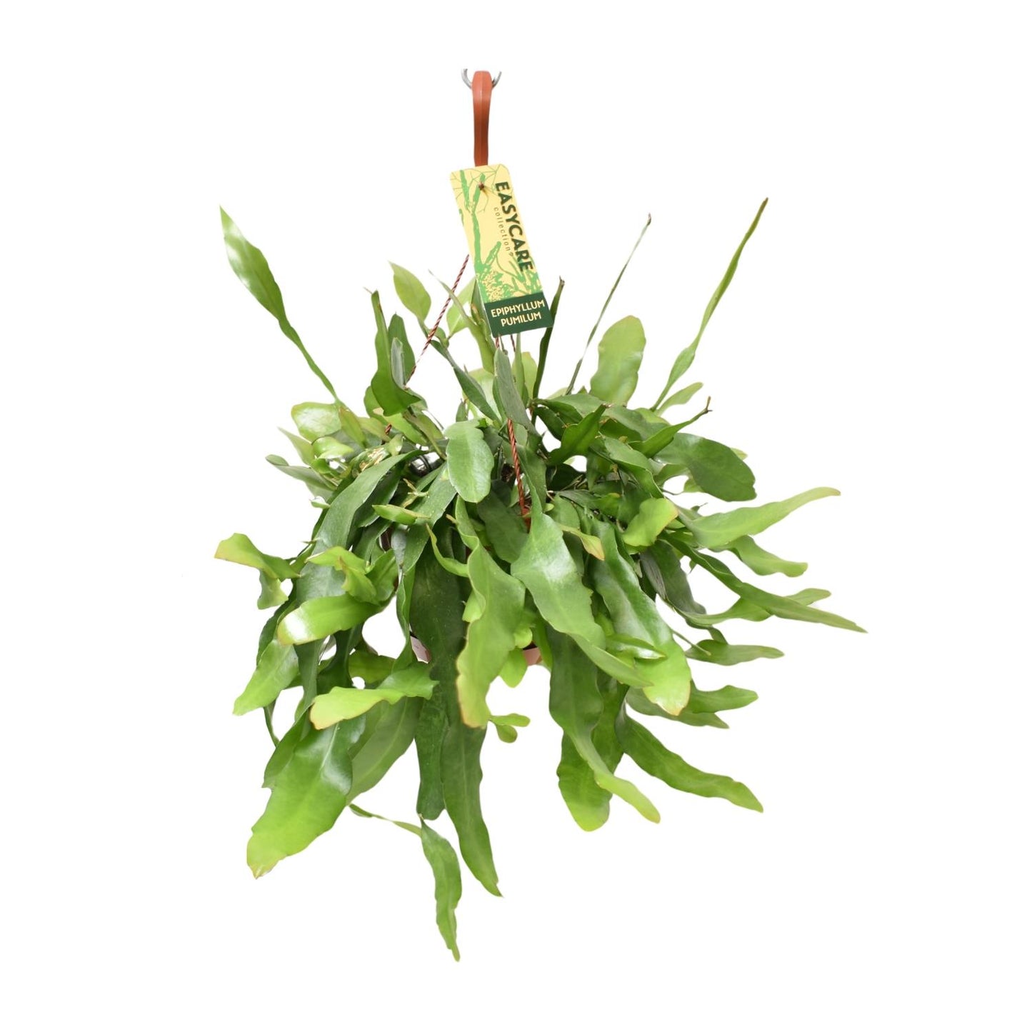 Epiphyllum Pumilum - Ø17 ↕55 - Pflanzfix24