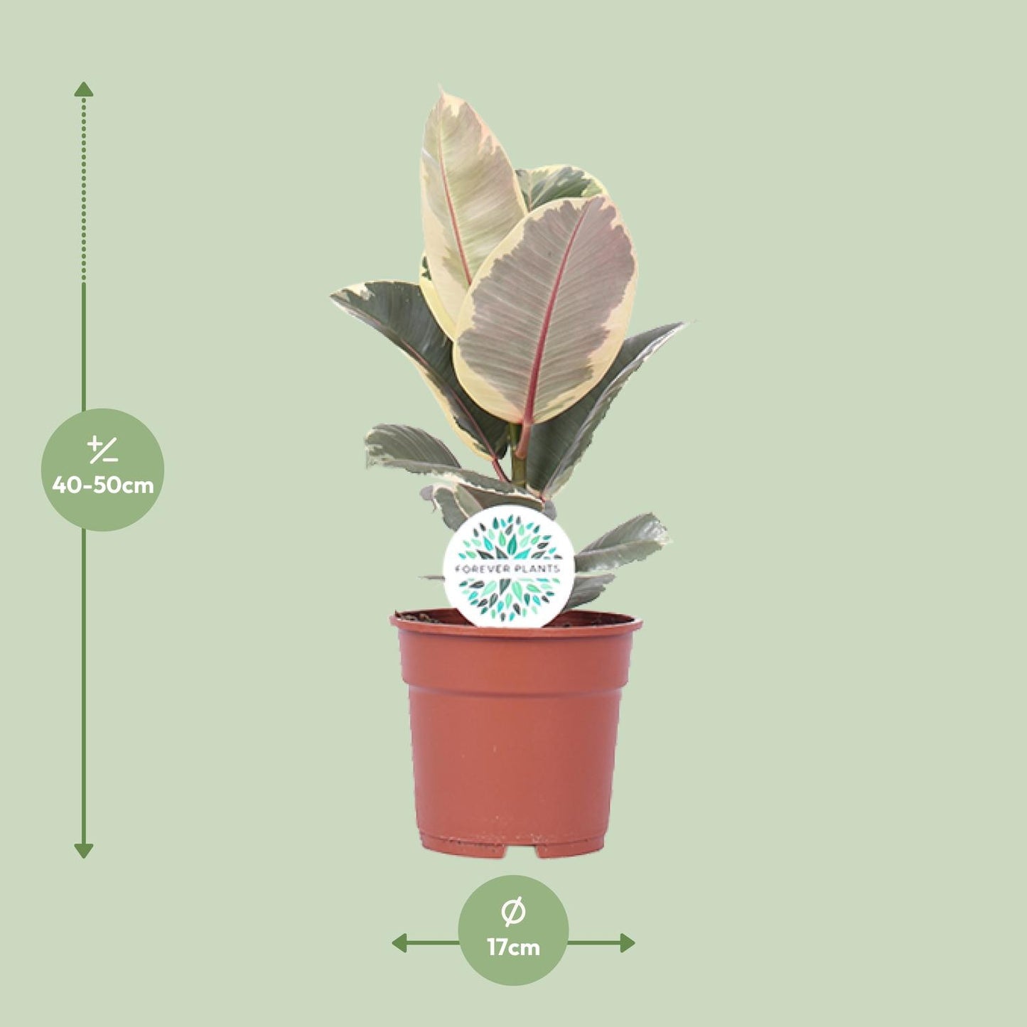 Ficus Elastica Tineke - Ø17cm - ↕50cm - Pflanzfix24.de - Pflanzfix24.de