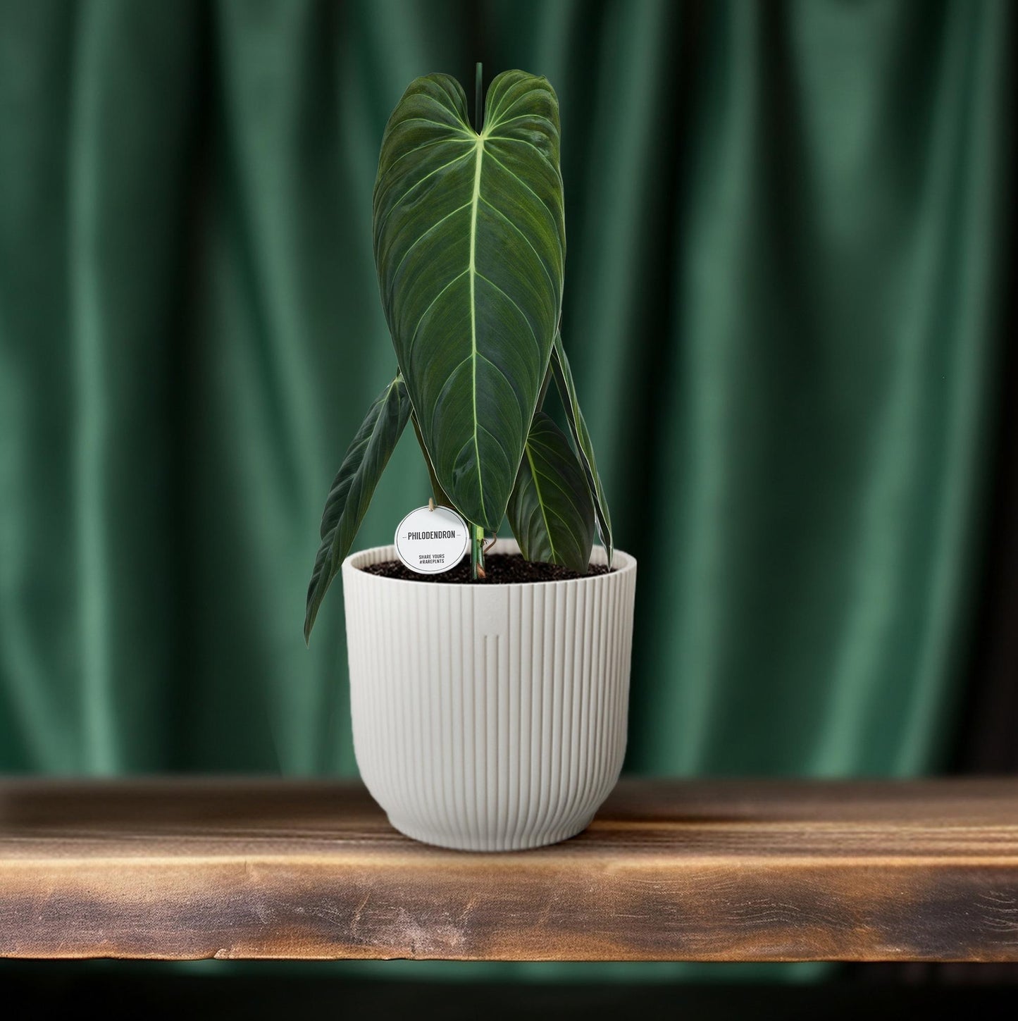 Philodendron Melanochrysum - Ø21cm - ↕75cm bei Pflanzfix24