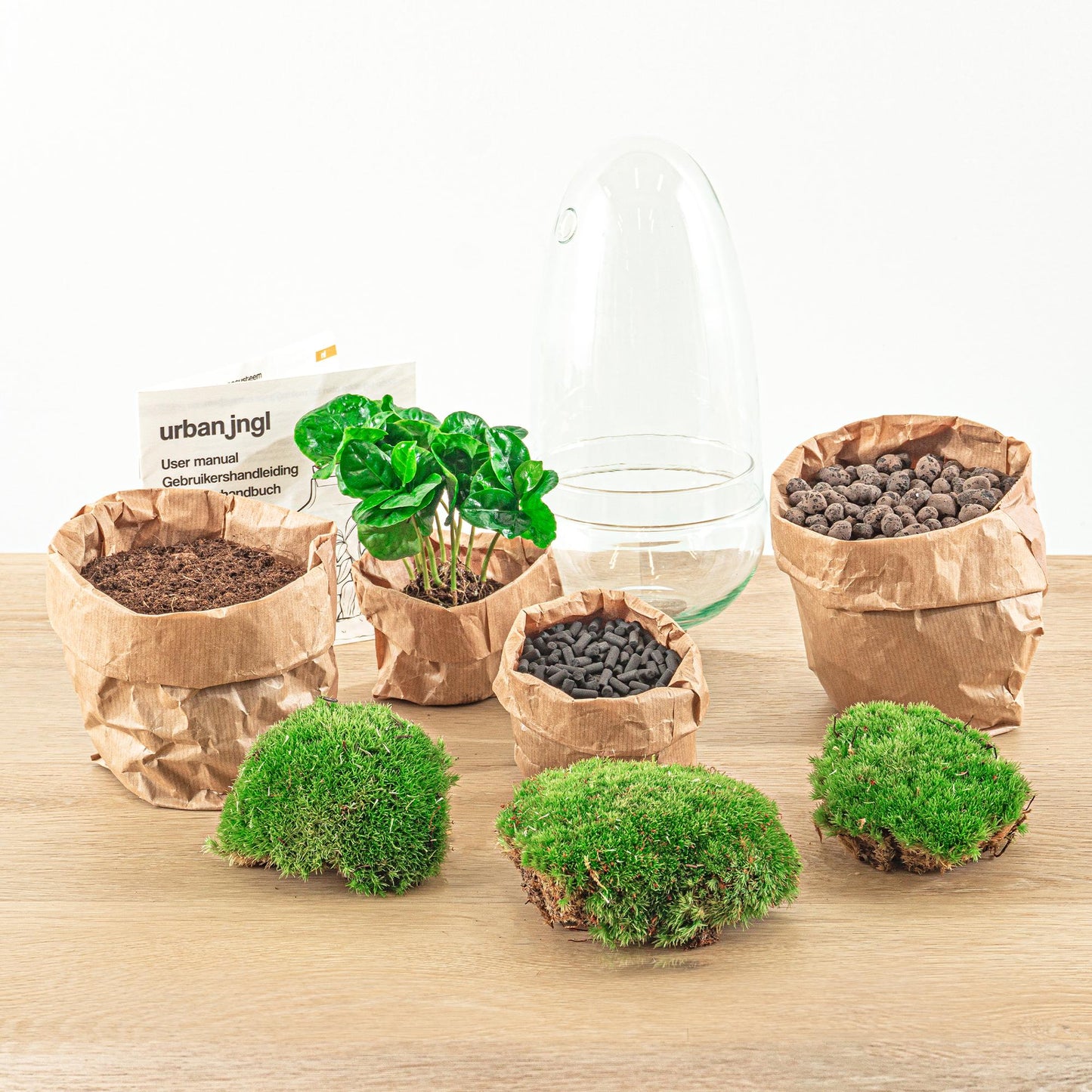 Flaschengarten - Egg Coffea Arabica - Pflanzfix24.de - Pflanzfix24.de