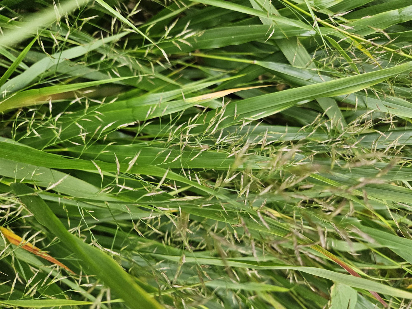 12x Hakonechloa macra – Japanisches Waldgras, winterhart | Pflanzfix24.de - Pflanzfix24.de