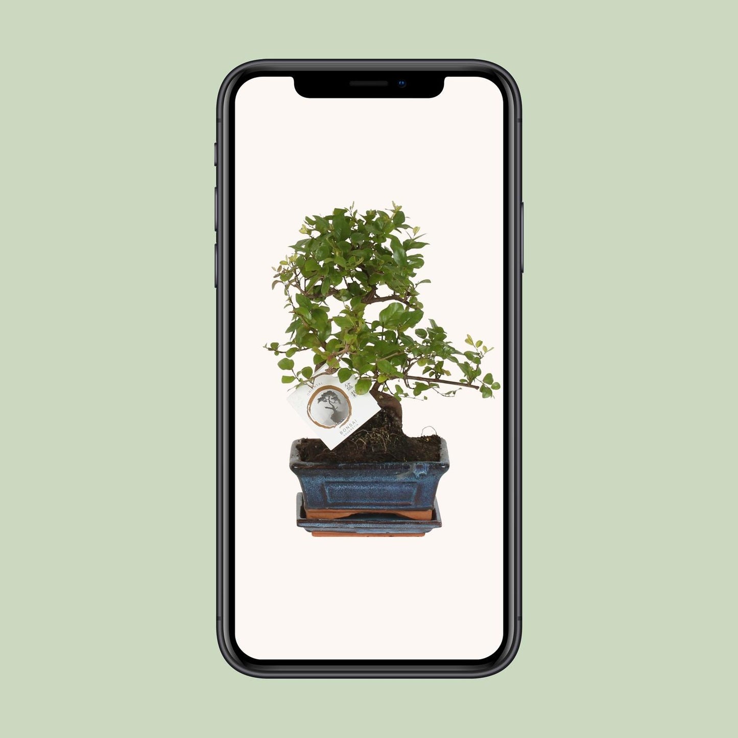 Bonsai 'Sageretia' – S-Form – Ø15 cm – Höhe ca. 15 cm | Eleganter Indoor-Bonsai von Pflanzfix24