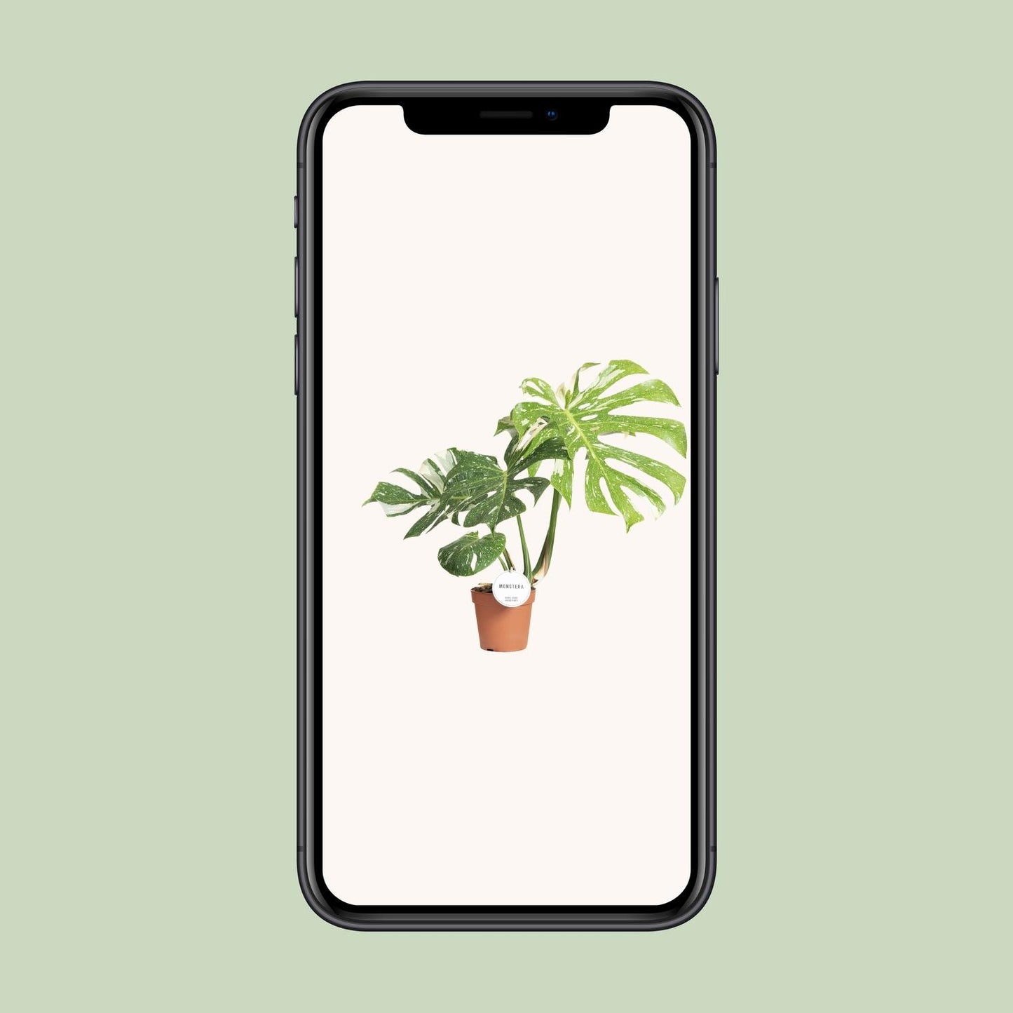 Monstera Thai Constellation Ø15cm, 40-50cm hoch | Pflanzfix24