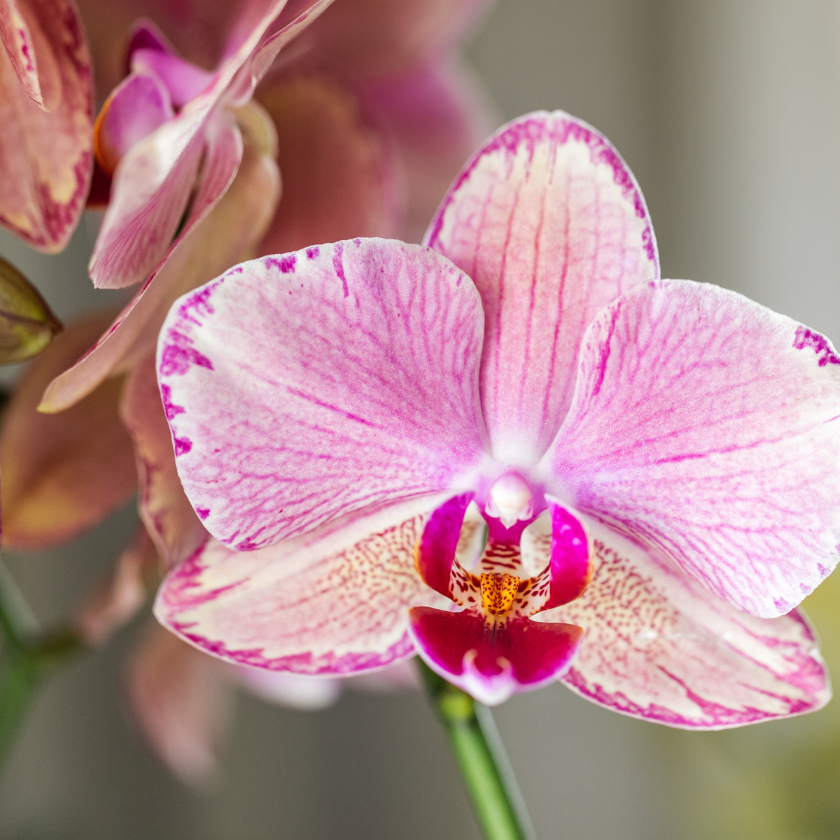 Kolibri Orchideen - KOMBI-ANGEBOT - Pirate Picotee - Pflanzfix24