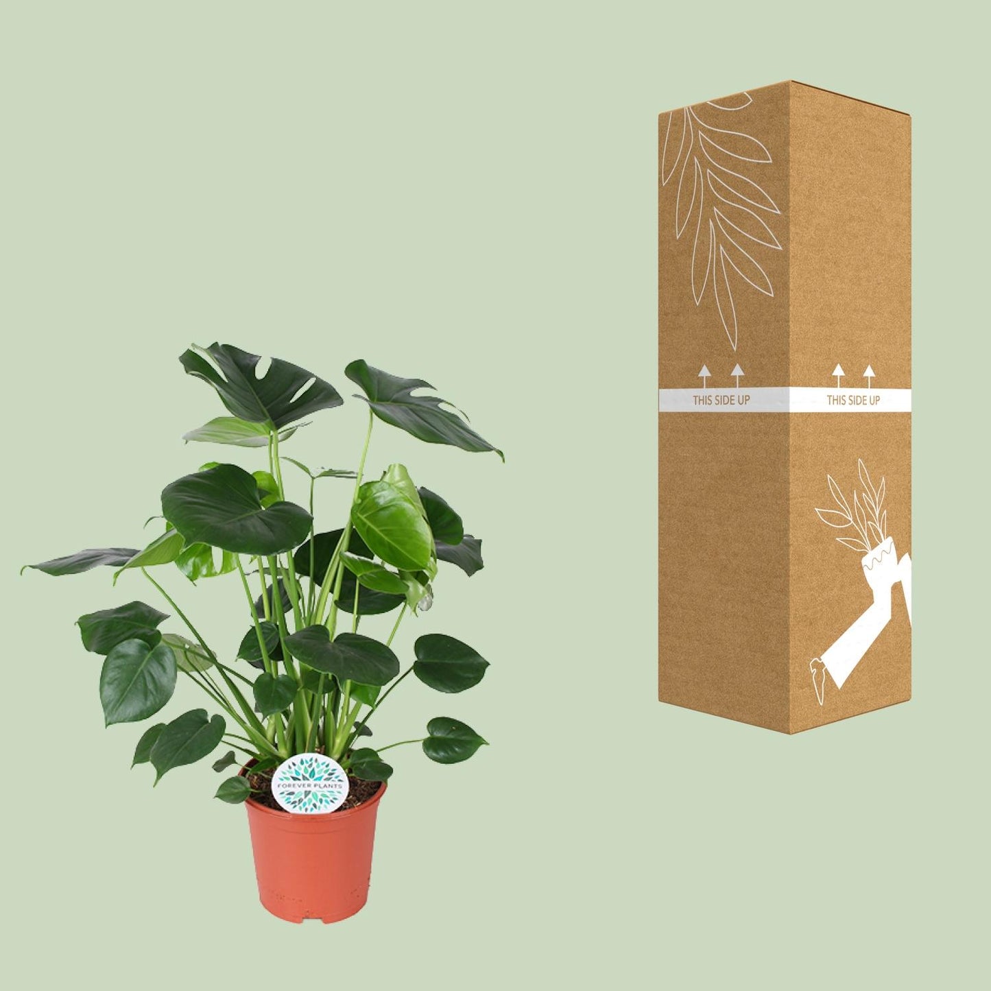 Monstera Deliciosa - Ø21cm - ↕80cm - Pflanzfix24