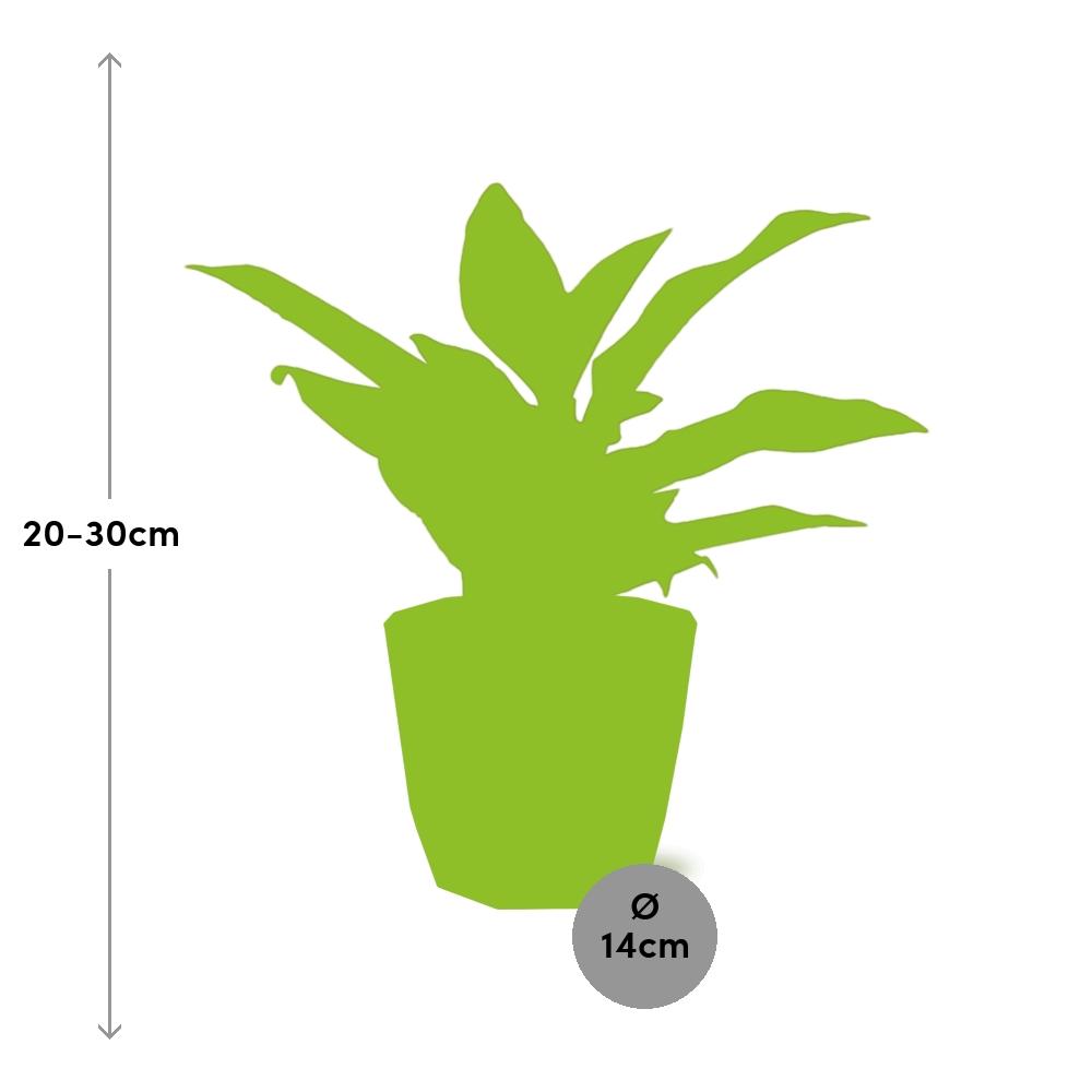 Aglaonema Crete in ELHO b.for rock 14 cm warm grey - Pflanzfix24