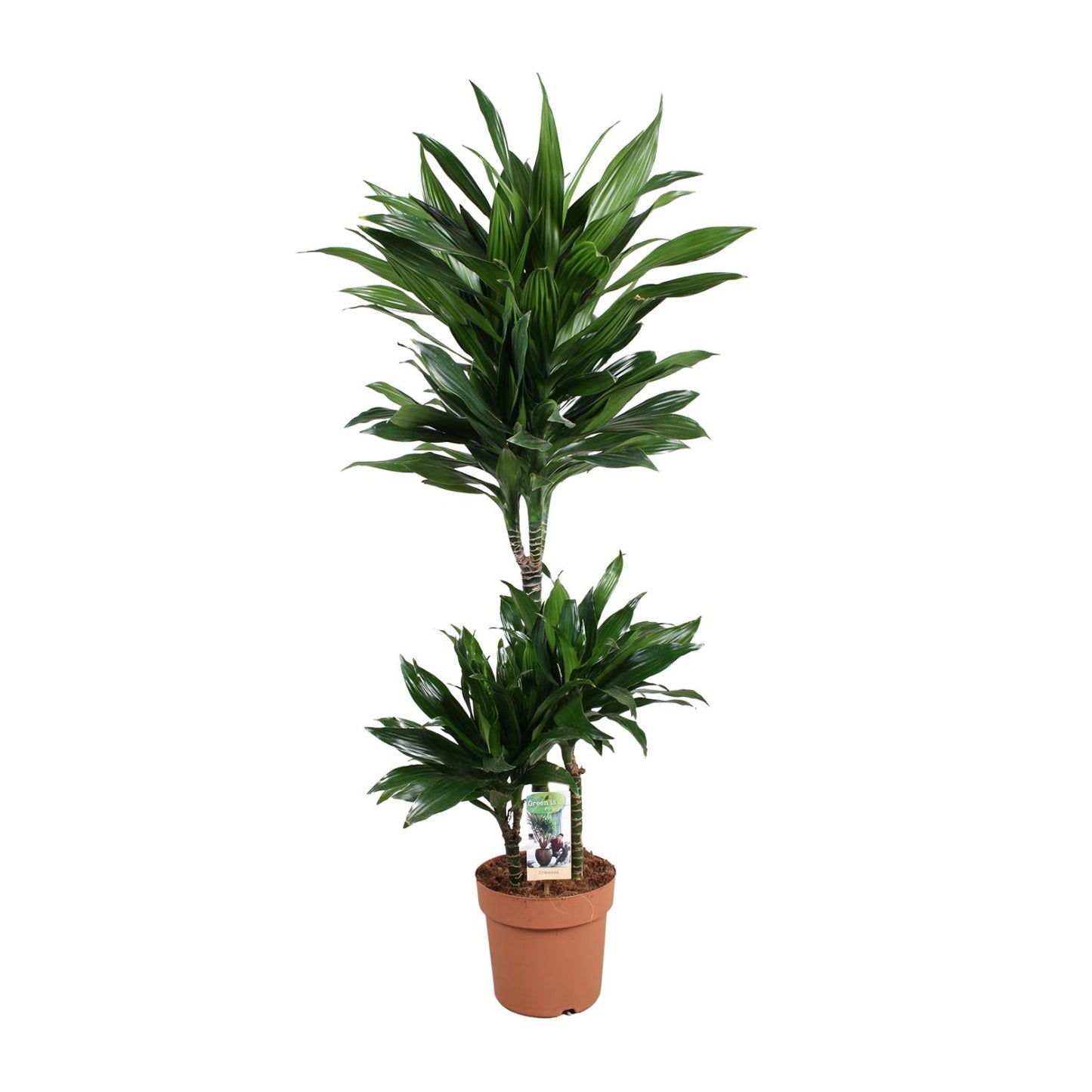 Dracaena Green Jewel 60-30-15 - Pflanzfix24