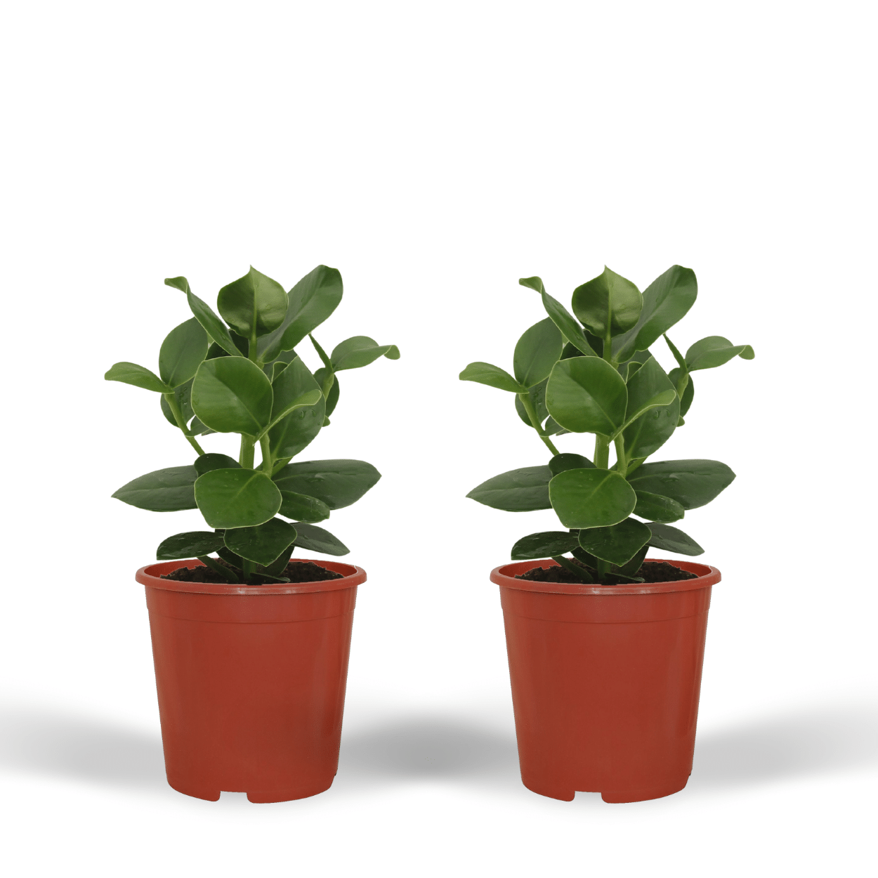 Clusia Princess (Signaturbaum) - 2 Stücke - Ø12cm - ↕15cm - Pflanzfix24.de - Pflanzfix24.de