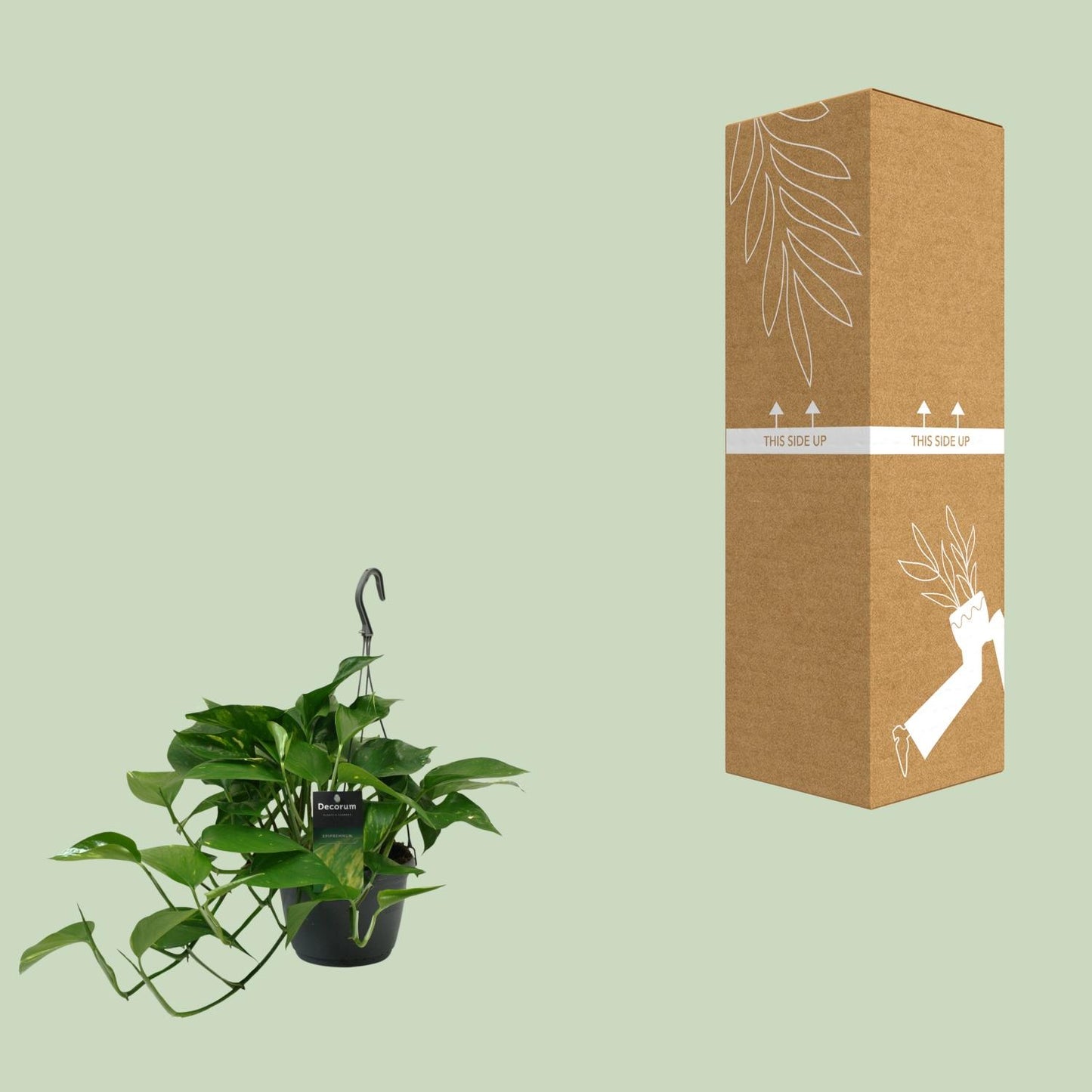 Scindapsus Pflanze Ø15cm | Halbschatten | Pflanzfix24.de - Pflanzfix24.de