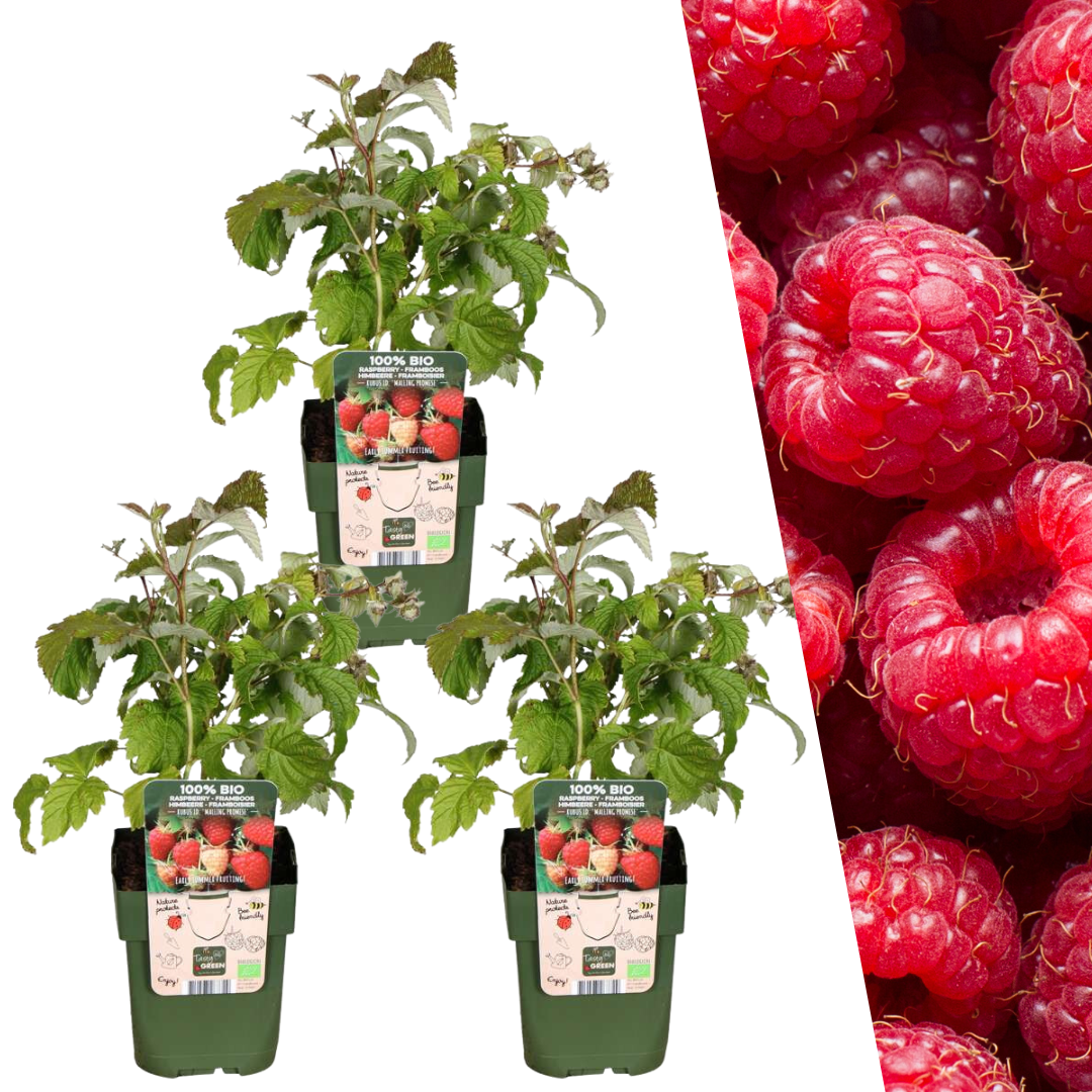 3 x Himbeerenpflanzen BIO - Ø 13 cm - ↨ 20 cm - Pflanzfix24