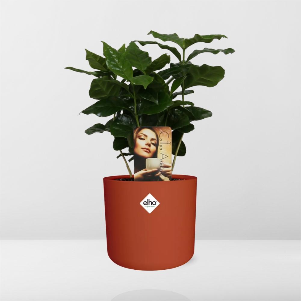 Coffea Arabica in ELHO b.for soft rond 14cm brique - Pflanzfix24
