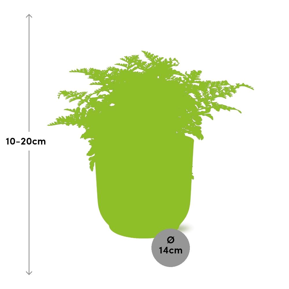 Asplenium Parvati in ELHO Vibes Fold 14cm – Farnkraut | Pflanzfix24