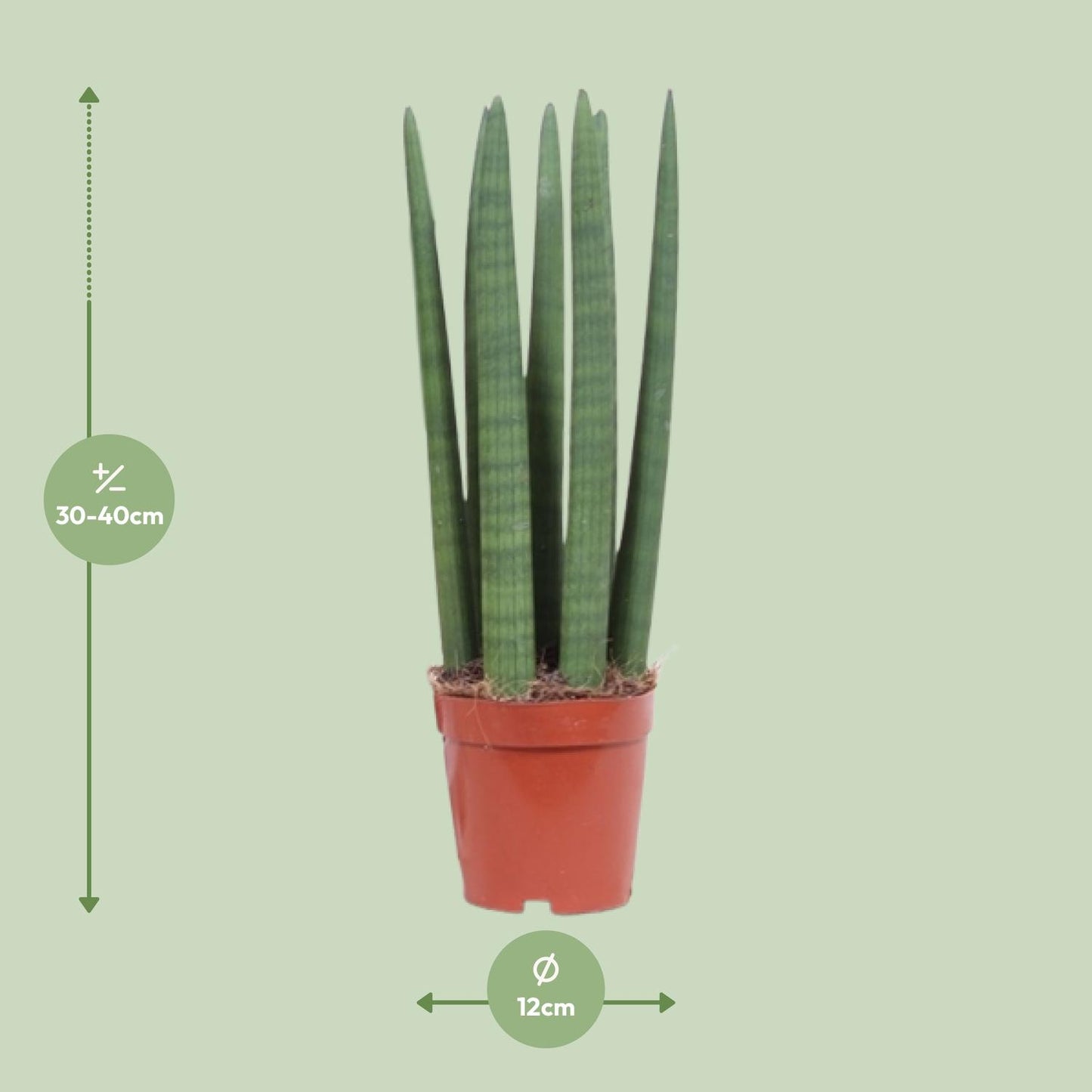 Sansevieria Straight Ø12cm | Pflanzfix24.de - Pflanzfix24.de