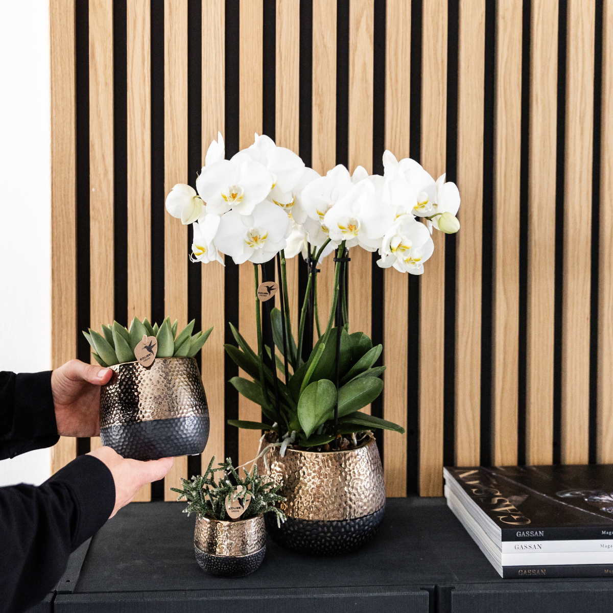 2x Orchidee Weiß Ø12 cm – Phalaenopsis Kombi-Set | Pflanzfix24.de - Pflanzfix24.de