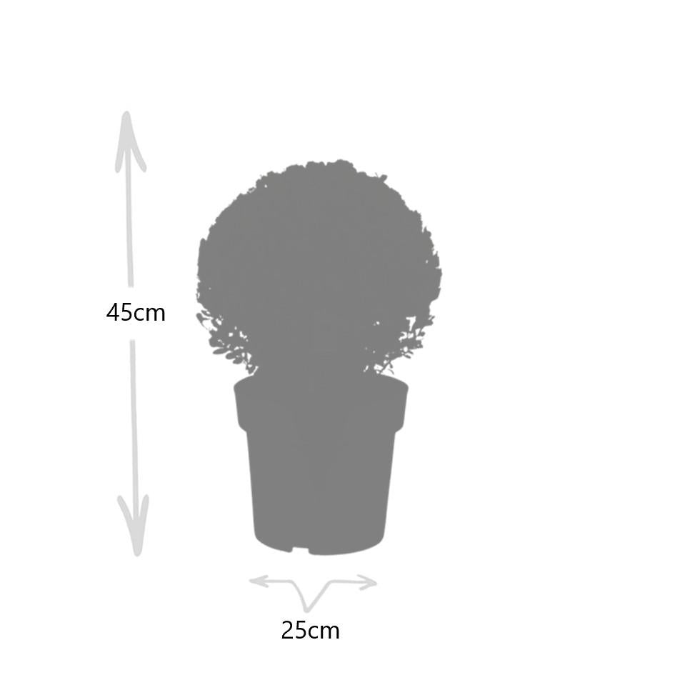 2x Ilex crenata 'Jenny' Kugel XL | Set mit 2 Stück | 25 cm Ø - Pflanzfix24.de - Pflanzfix24.de
