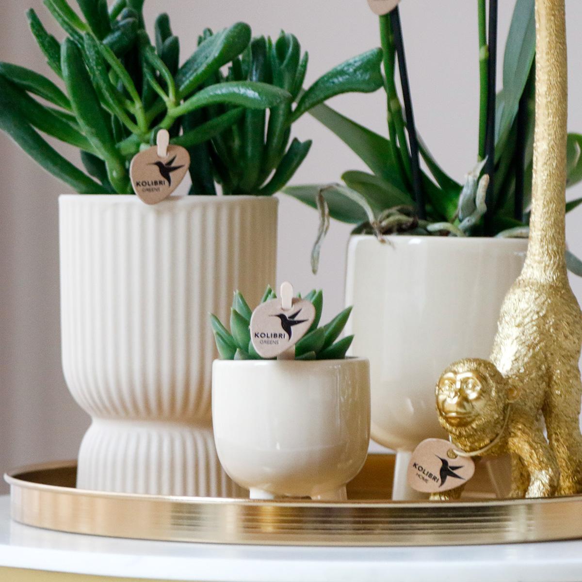 Pflanzset Luxury Living – Orchidee & Grünpflanzen | Pflanzfix24.de - Pflanzfix24.de