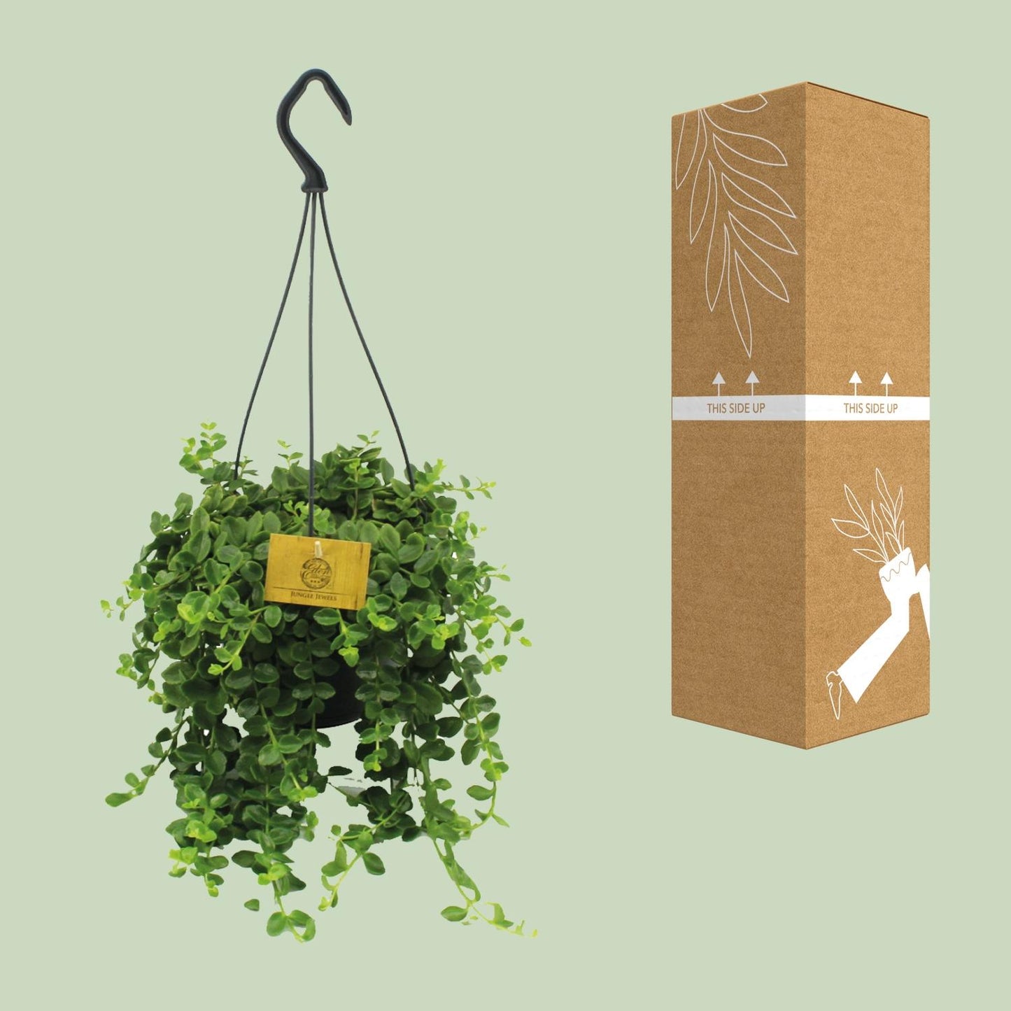 Kalanchoe Mangini - Ø15cm - ↕40cm - Pflanzfix24