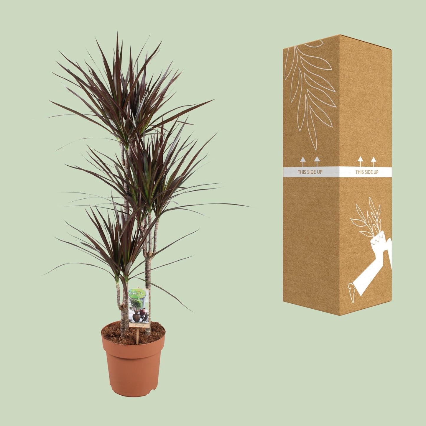 Dracaena Magenta - Ø21cm - pflanzfix24