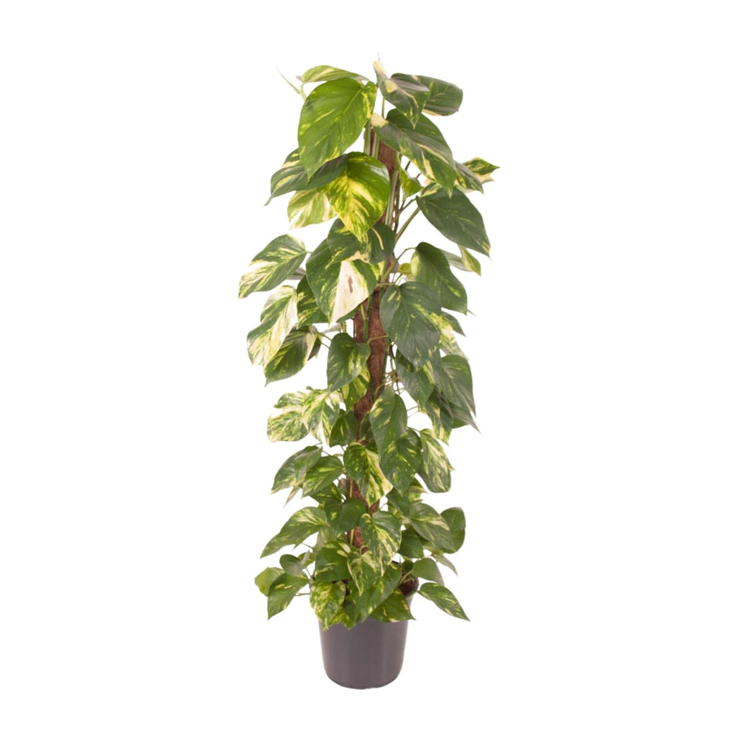 Epipremnum Pinnatum - Goldener Efeu - Ø24cm - Pflanzfix24