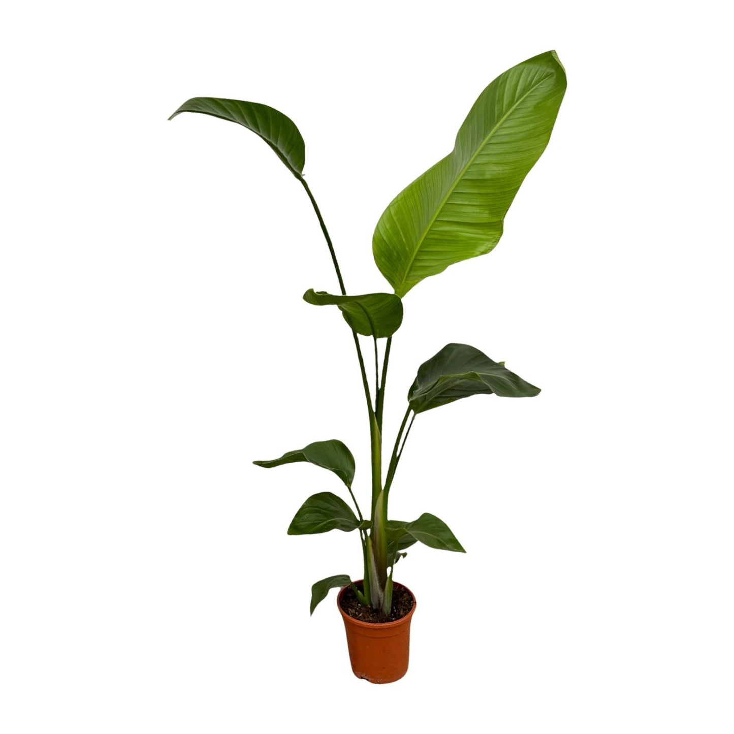 2x Strelitzia Nicolai Zimmerpflanze 100 cm Ø17 | Exotisch & Pflegeleicht | Pflanzfix24