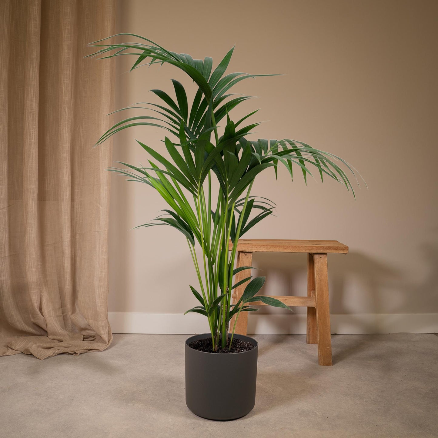 Kentia Howea-Palme - Ø21cm - ↕120cm - Ø18 - ↨100cm - Pflanzfix24