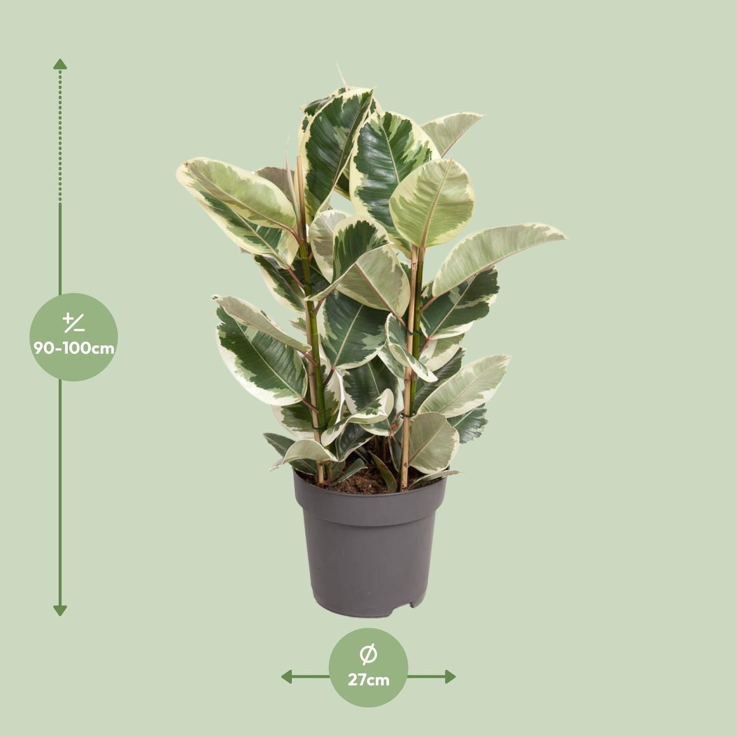 Ficus Elastica Tineke - Ø27cm - ↕100cm - Pflanzfix24.de - Pflanzfix24.de
