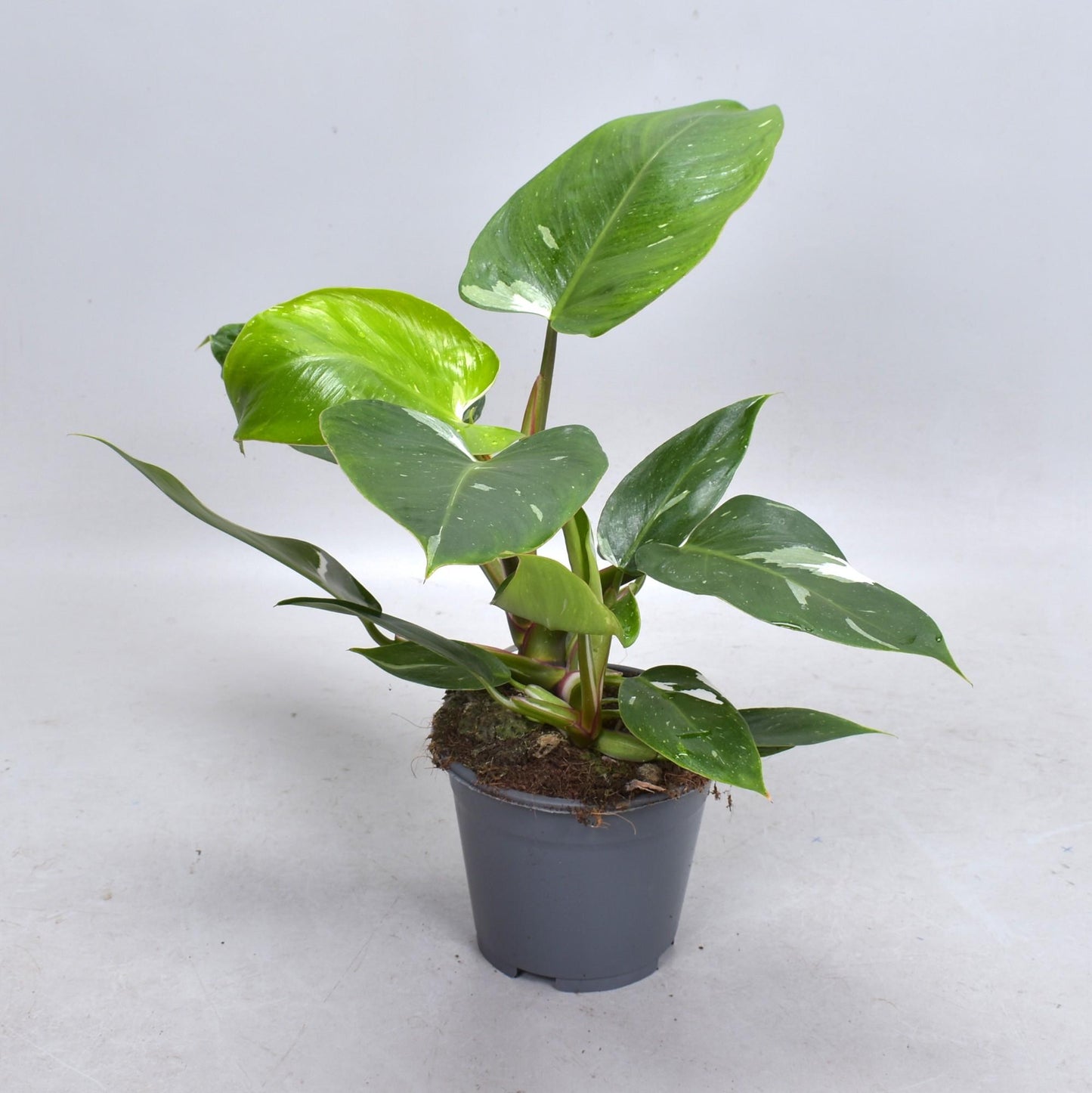 Philodendron White Princess (Decorum) - Ø14cm - ↕35cm - Pflanzfix24