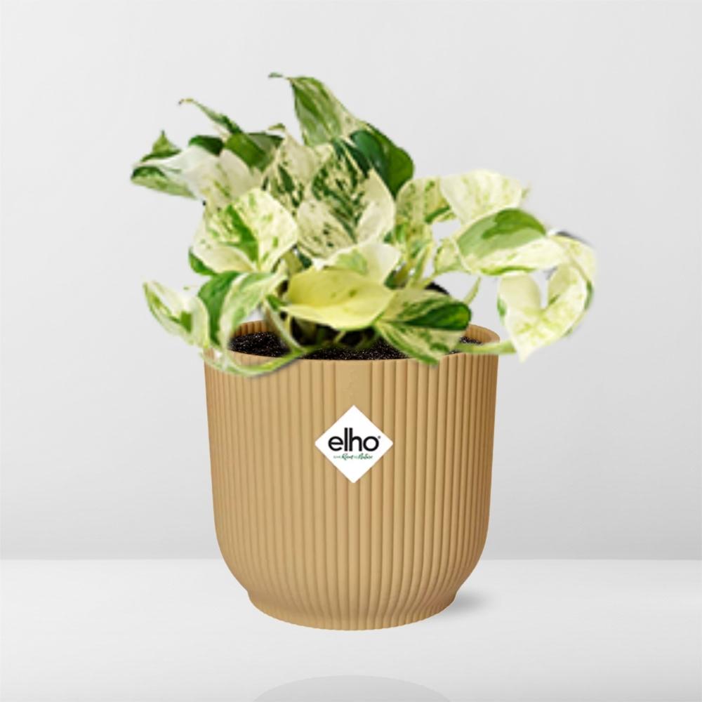Epipremnum Pinnatum Happy Leaf in ELHO Vibes Fold 14cm geel - Pflanzfix24