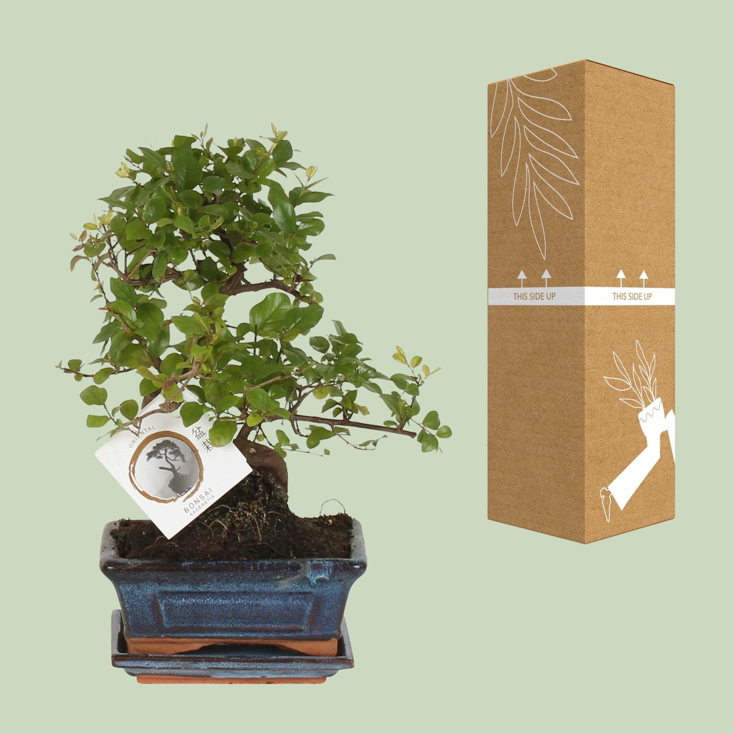 Bonsai 'Sageretia' – S-Form – Ø15 cm – Höhe ca. 15 cm | Eleganter Indoor-Bonsai von Pflanzfix24