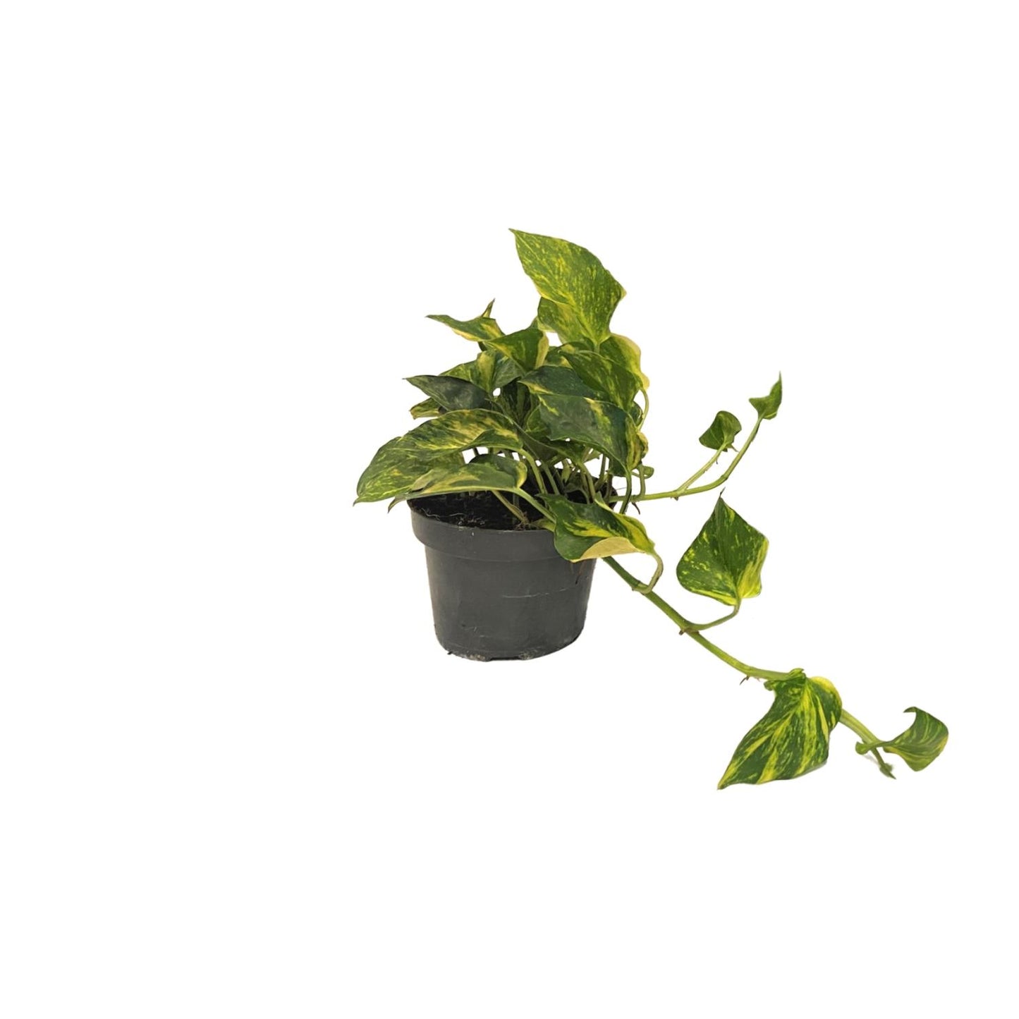 Scindapsus Epipremnum N'joy Gold - Ø12cm - Pflanzfix24