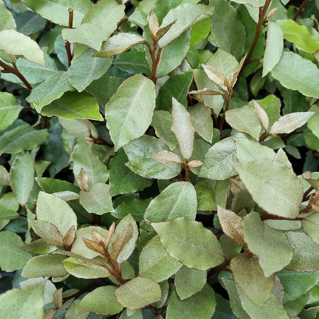 25 Große Ölweide Pflanzen - pflanzfix24